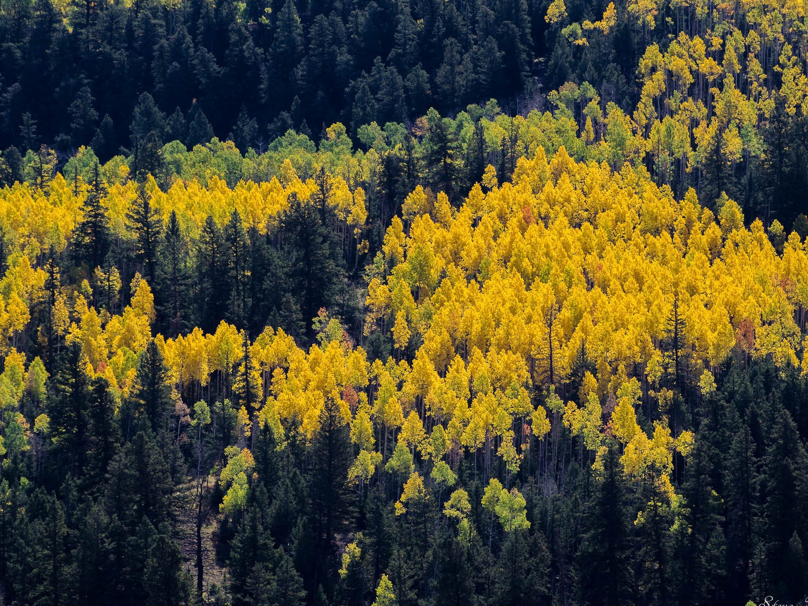 Download wallpaper 1600x1200 autumn, trees, aspens, pines