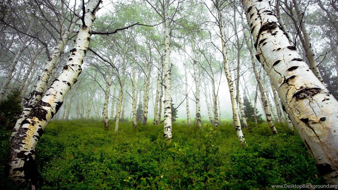 Aspens Woods 2560×1440 Wallpaper HD Wallpaper Background