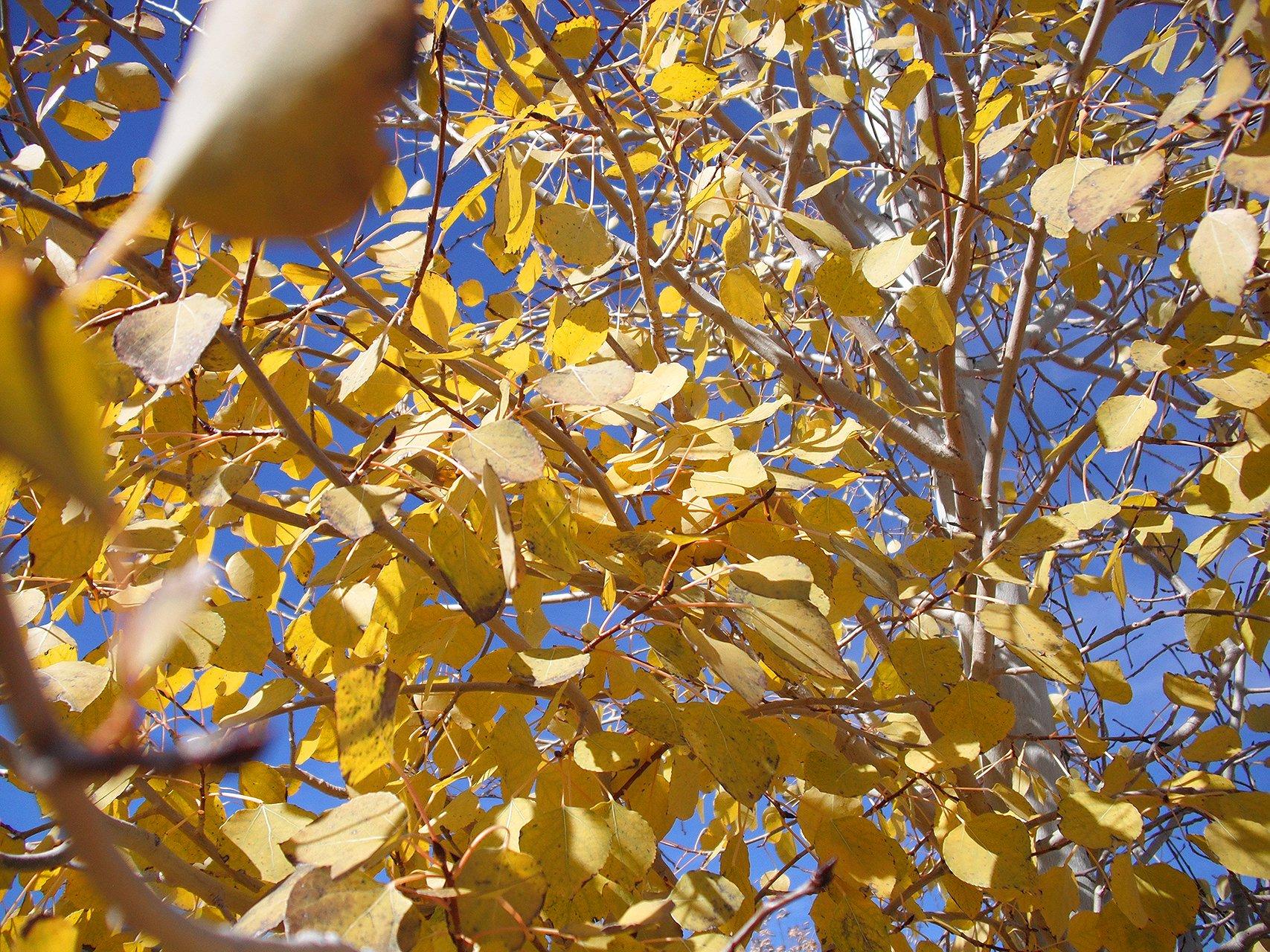 Aspens HD Wallpaper and Background Image