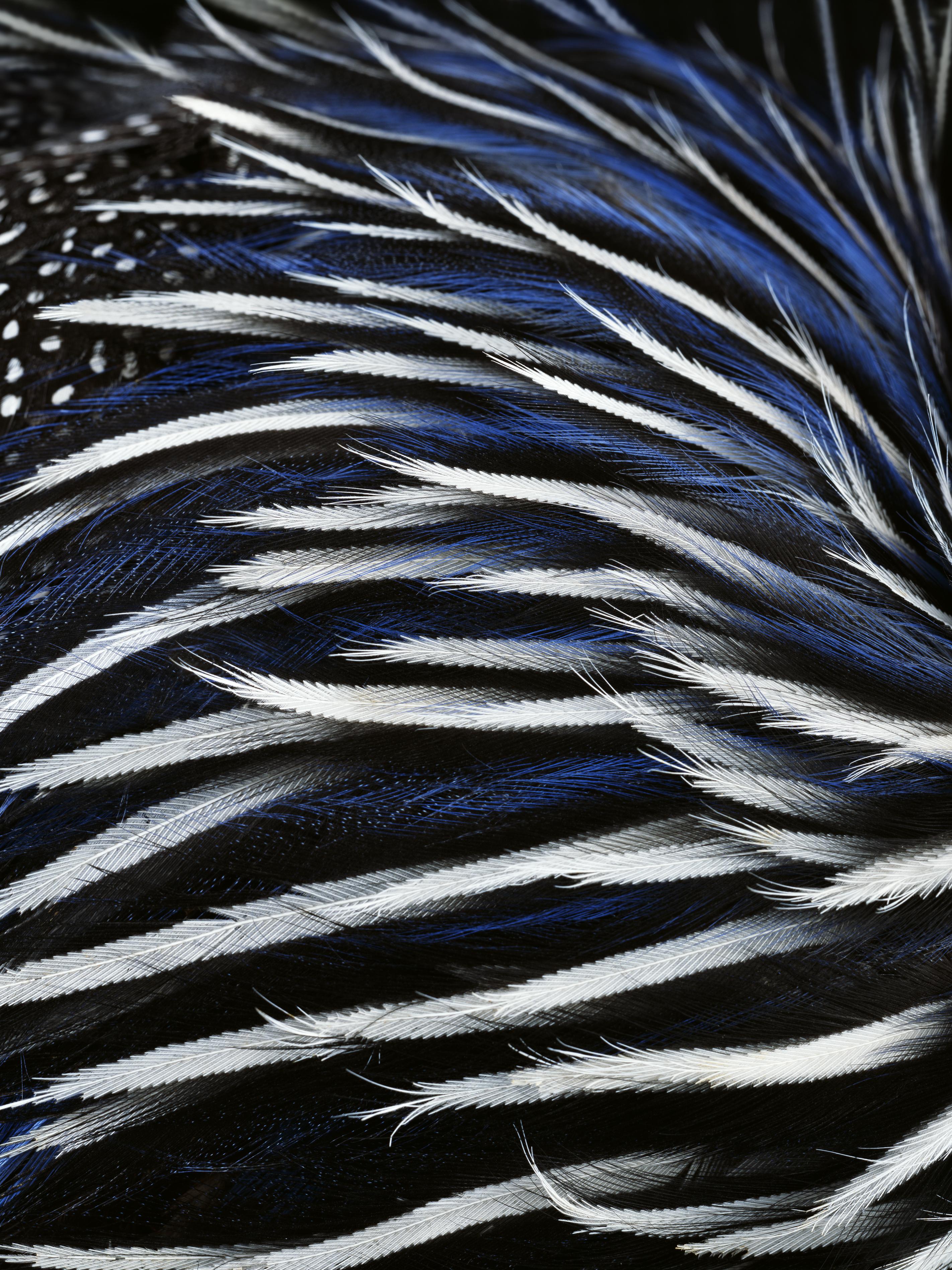 Peacock Ios Wallpaper Wallpaper Ios 11