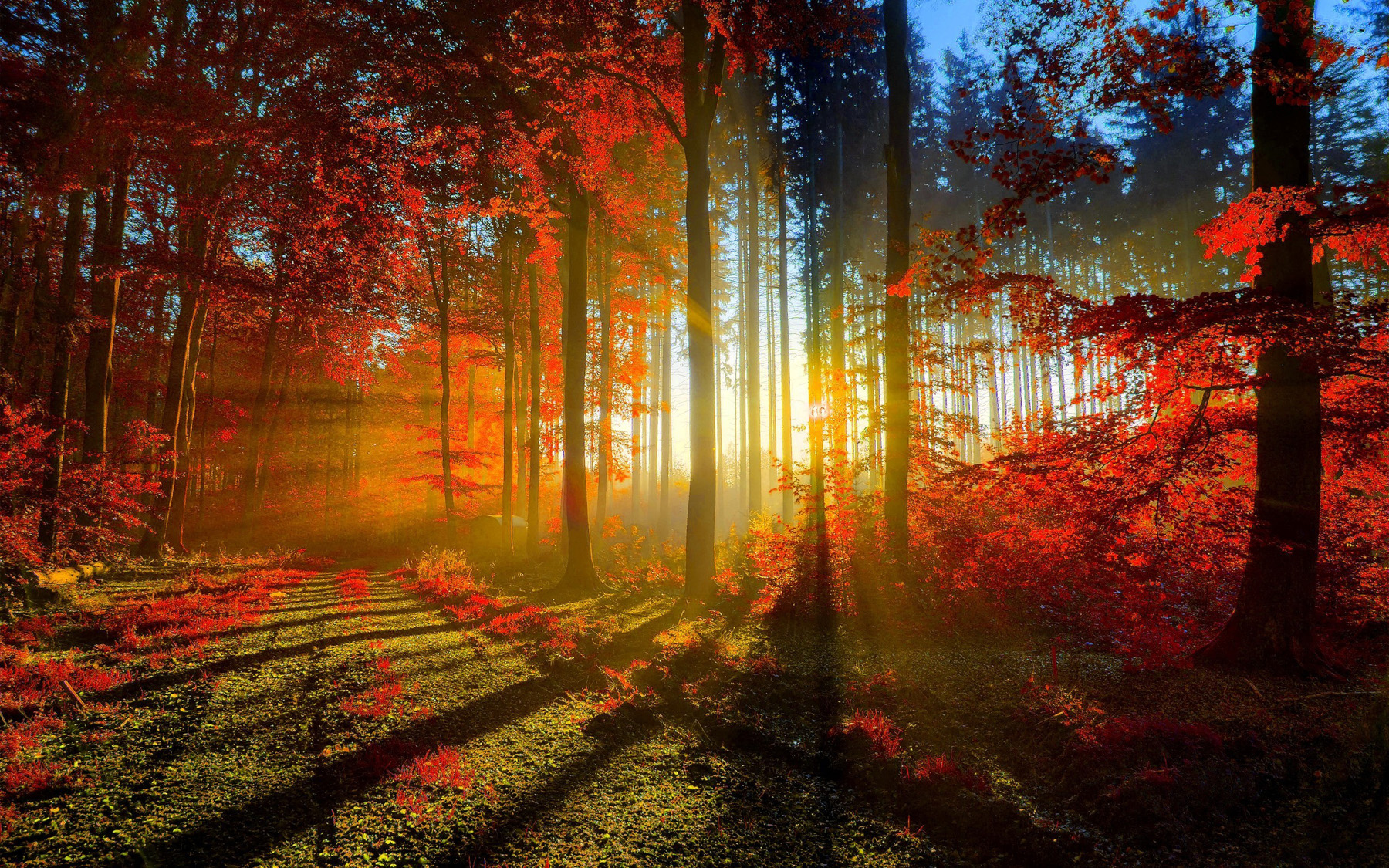 Download Breathtaking Animated Sunset in a Lush Green Forest Wallpaper |  Wallpapers.com