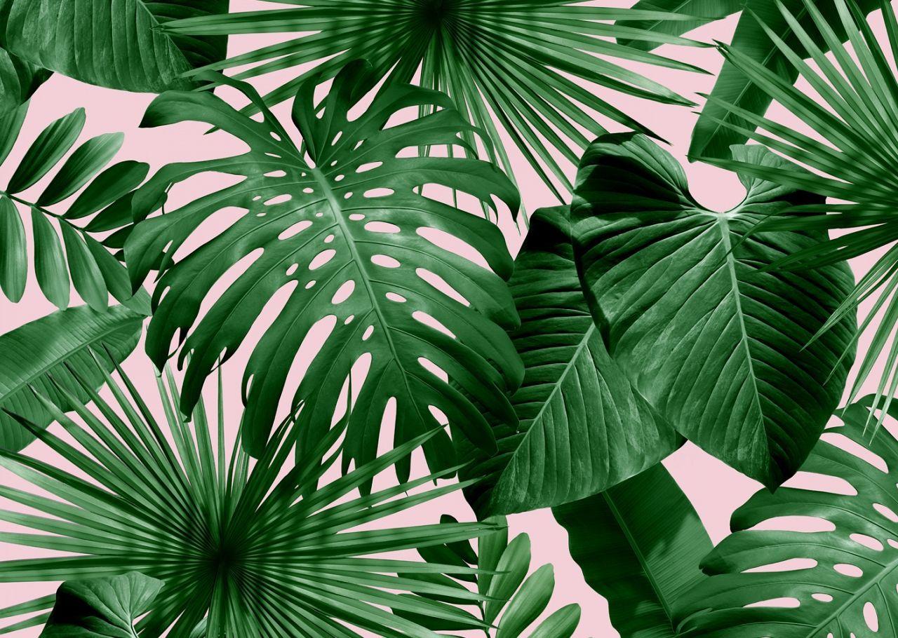 Tropical Leaves Desktop Wallpaper at