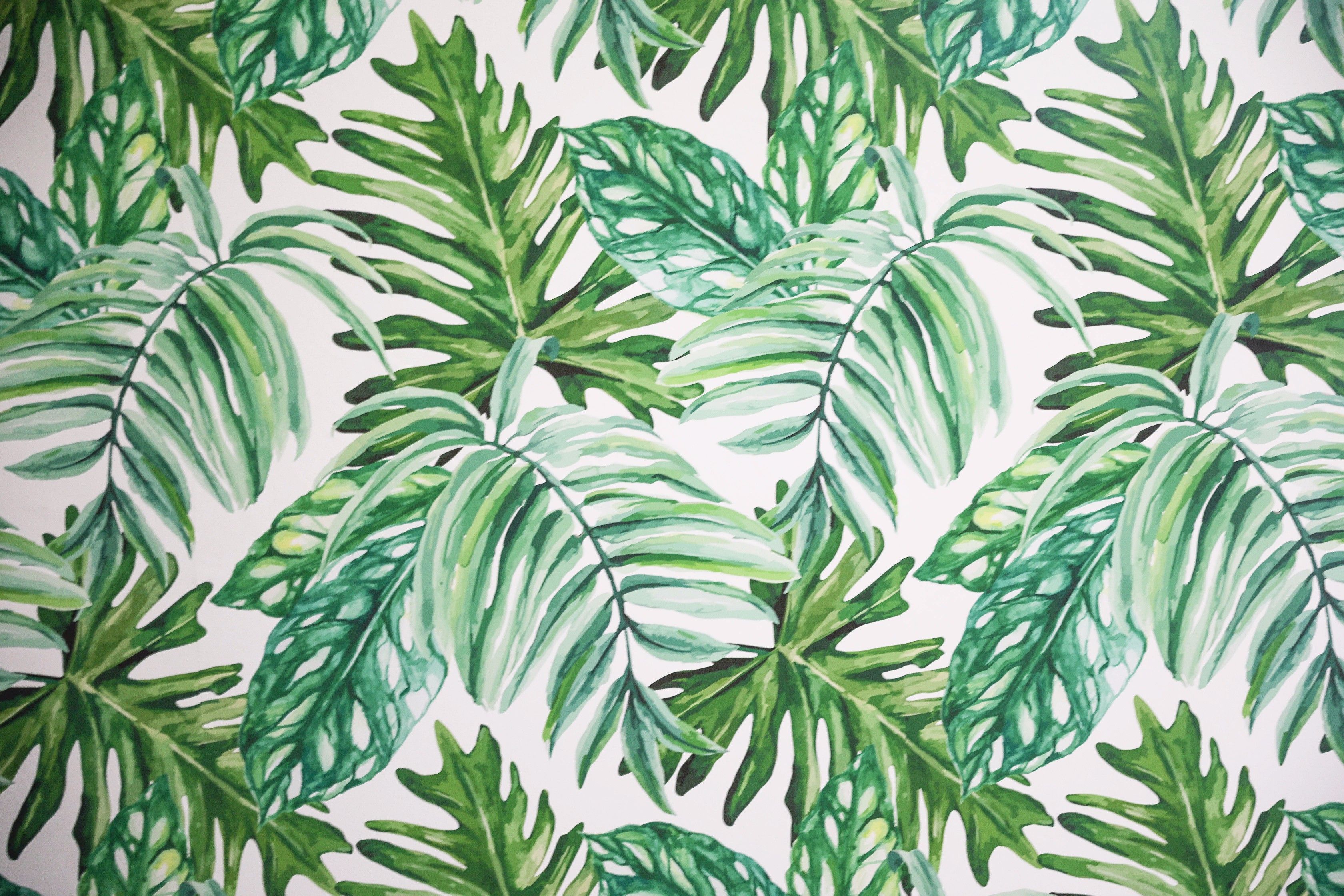 Colorful Tropical Palm Leaf Wallpaper at