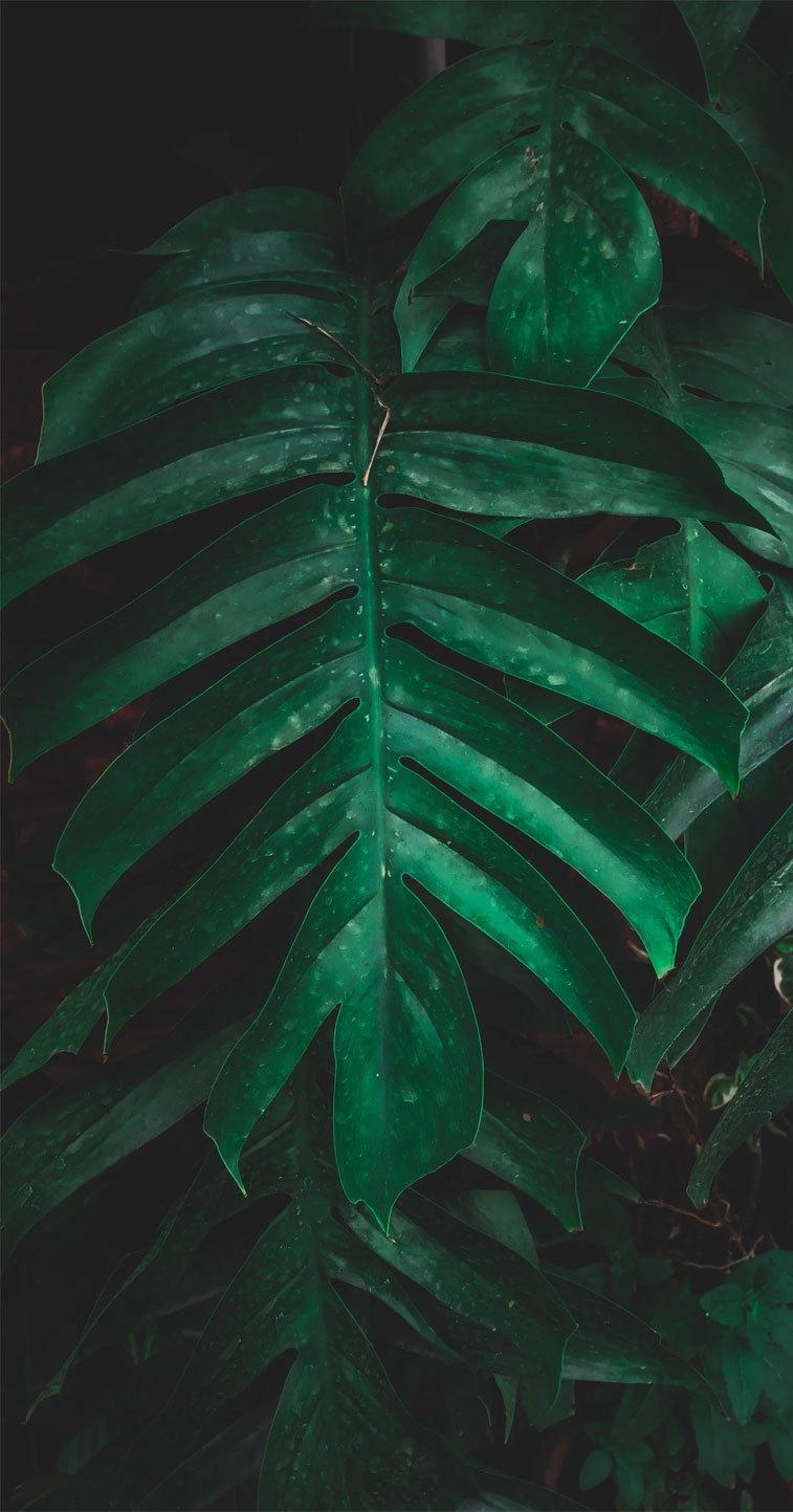 Green Tropical Leaves Wallpapers Wallpaper Cave