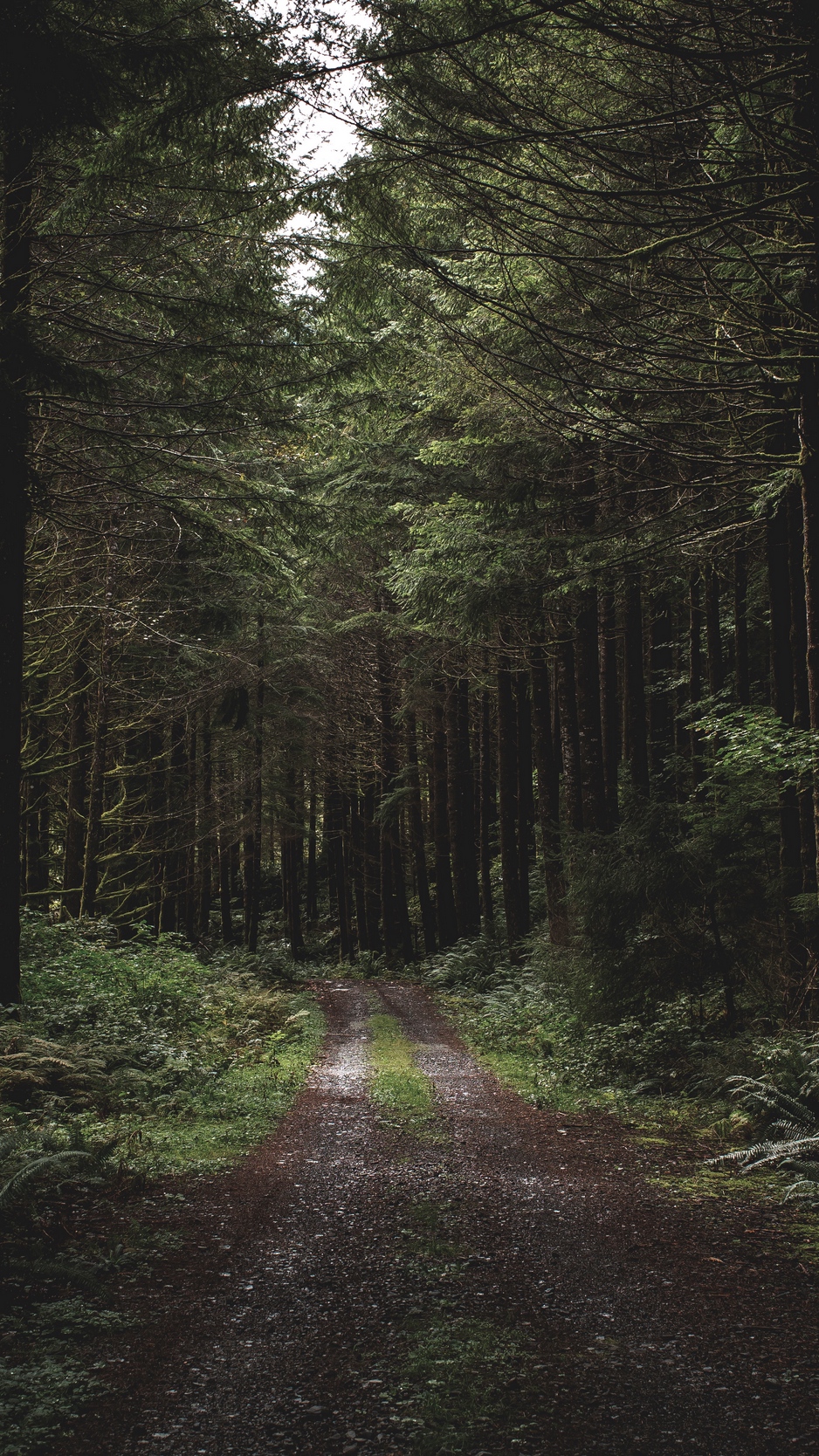 Download wallpaper 938x1668 forest, path, trees, grass