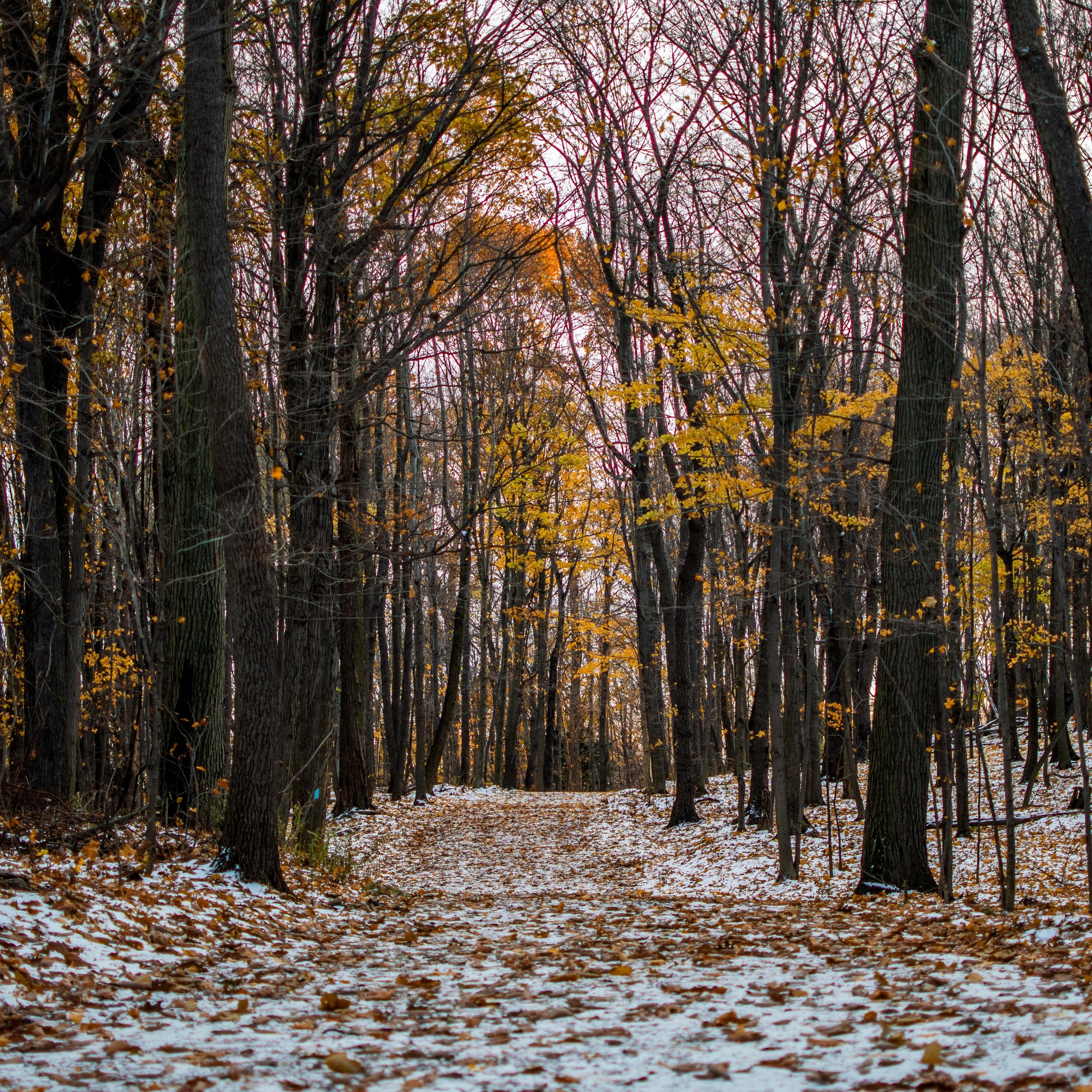 Download wallpaper 2780x2780 trail, path, forest, snow