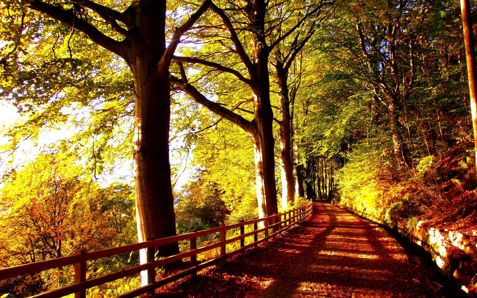 Forest Trail wallpaper free. Nature, Autumn nature, Forest
