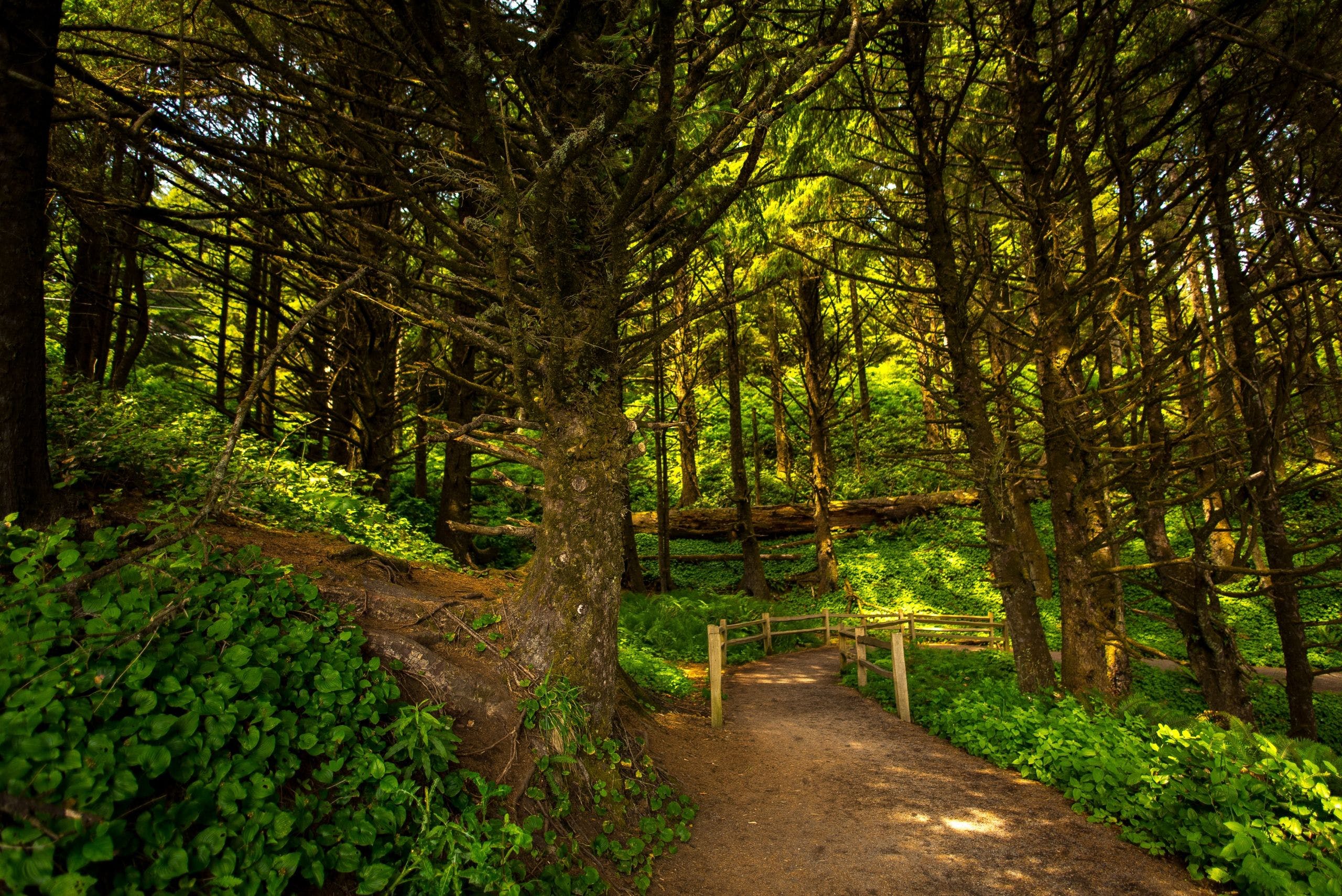 Download A path in the green forest Wallpaper ·