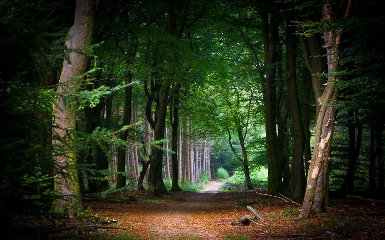 nature, Landscape, Fairy Tale, Path, Forest, Tunnel, Trees