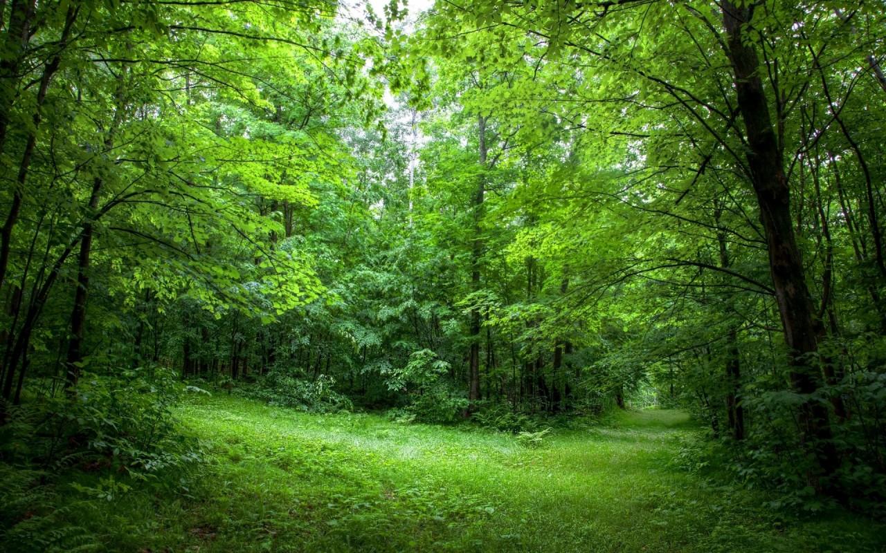 Wallpapere Lush Path Forest Green Sunny. Lush Path Forest