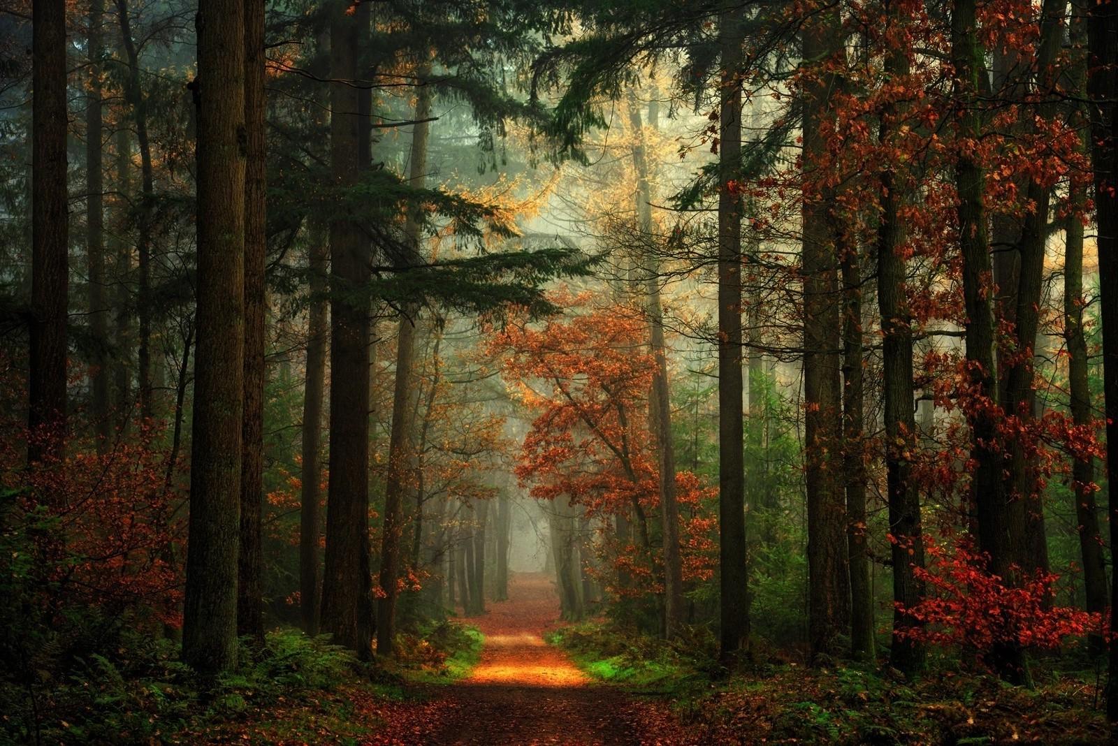 path forest fall nature mist red green landscape