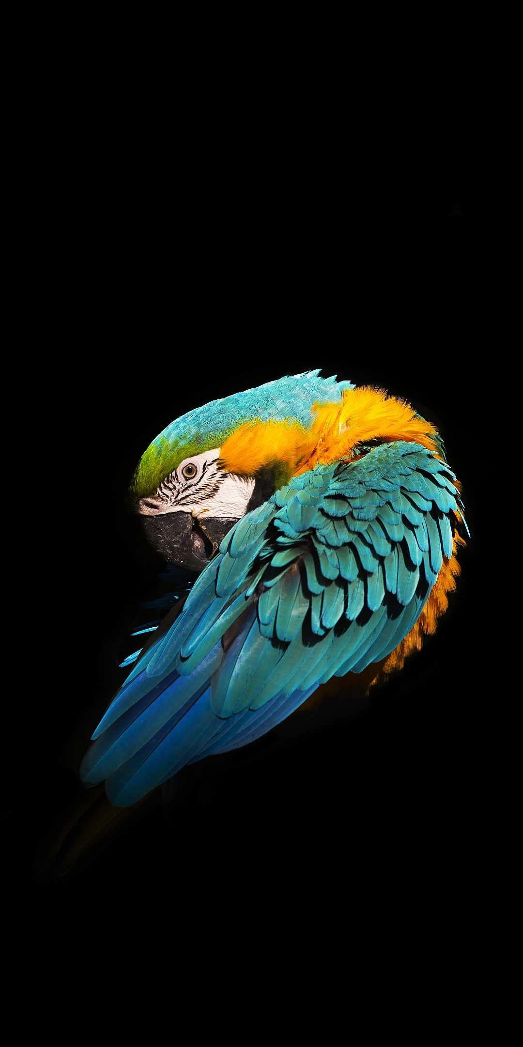 Minimal Blue and yellow macaw iPhone Wallpaper. Bird wallpaper, Animal wallpaper, Parrot wallpaper