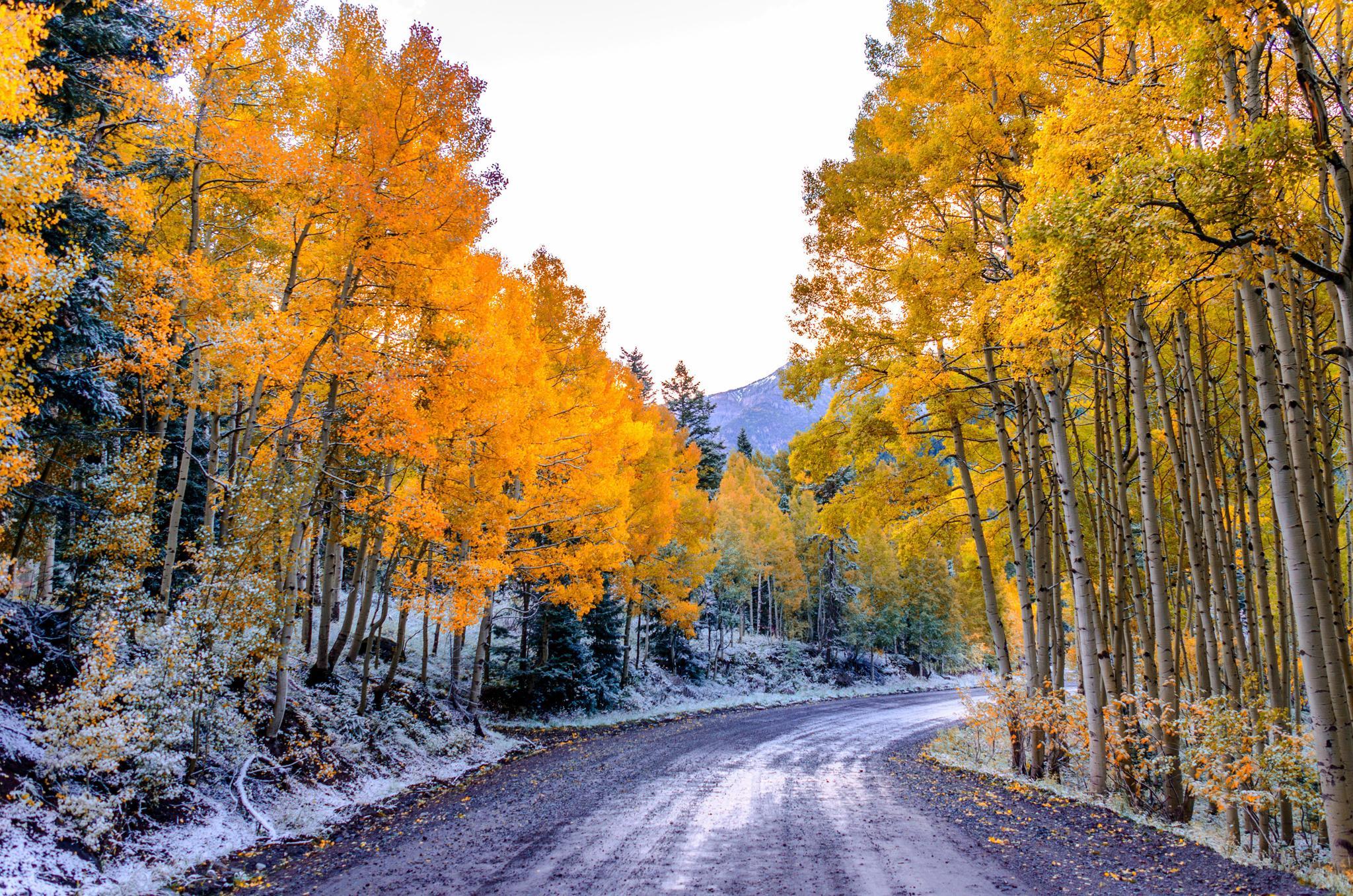 image USA Colorado Aspen Nature Autumn Roads Forests