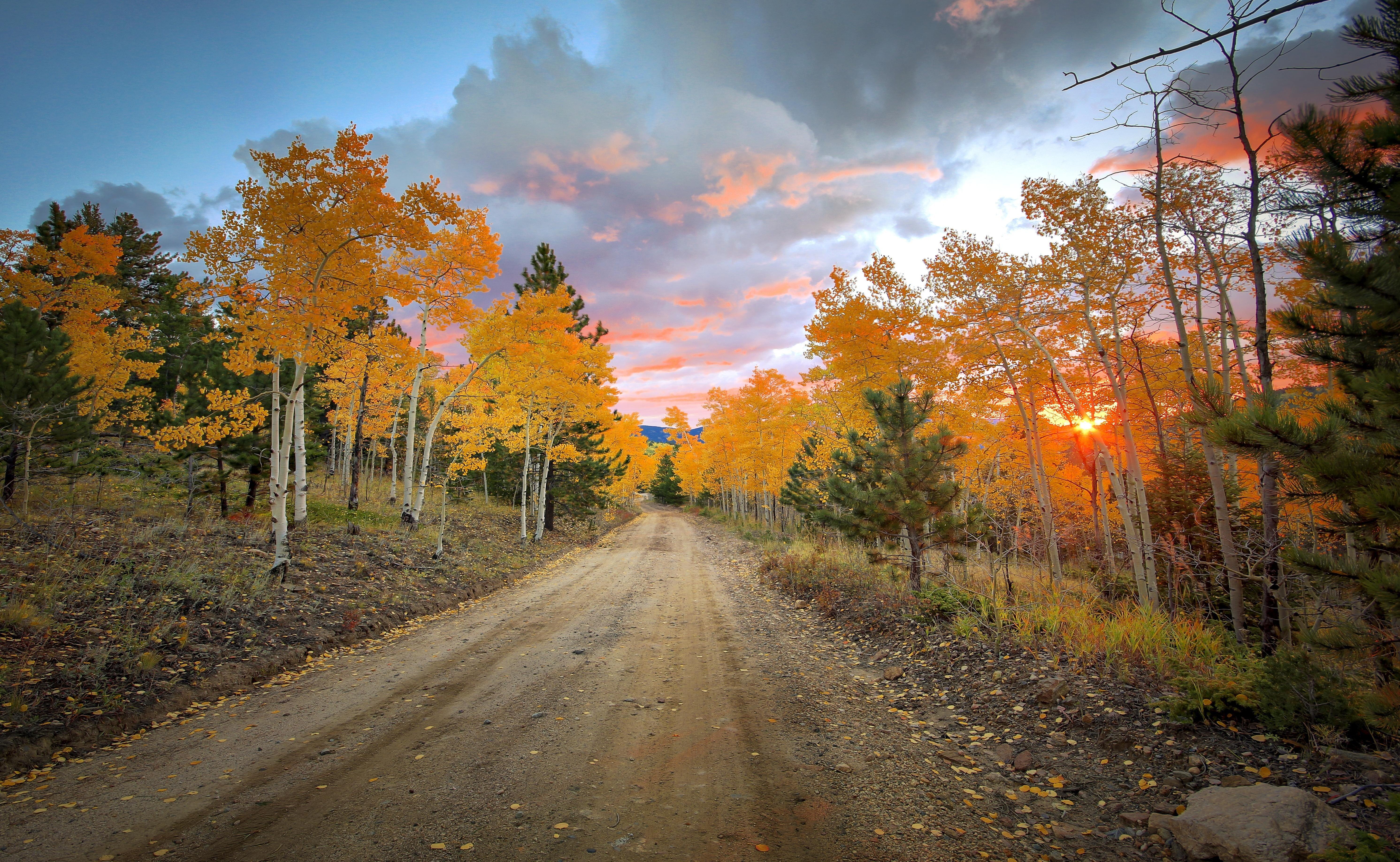 road, Forest, Trees, Autumn, Colorado, Colorado, United