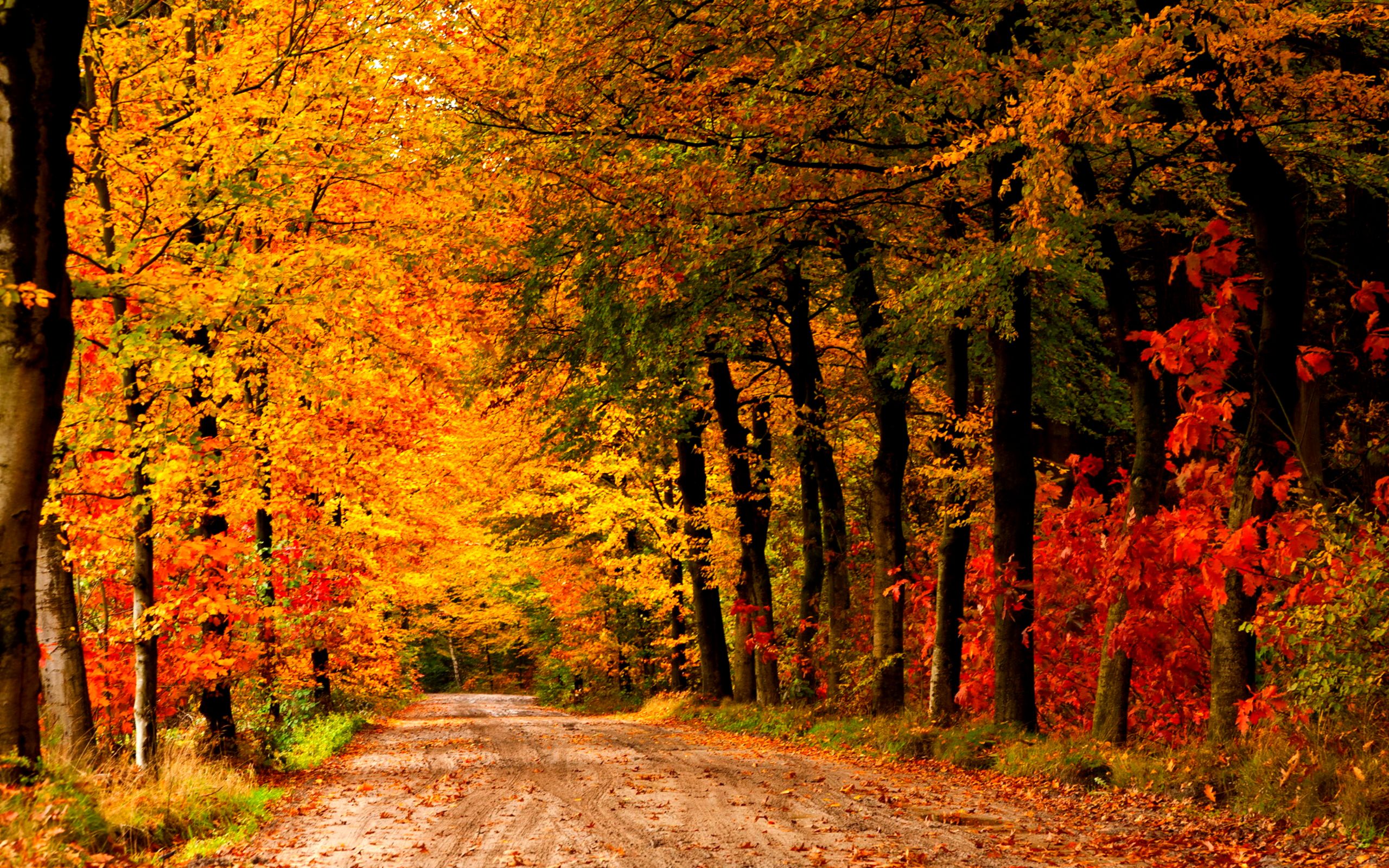 Country Fall Wallpaper