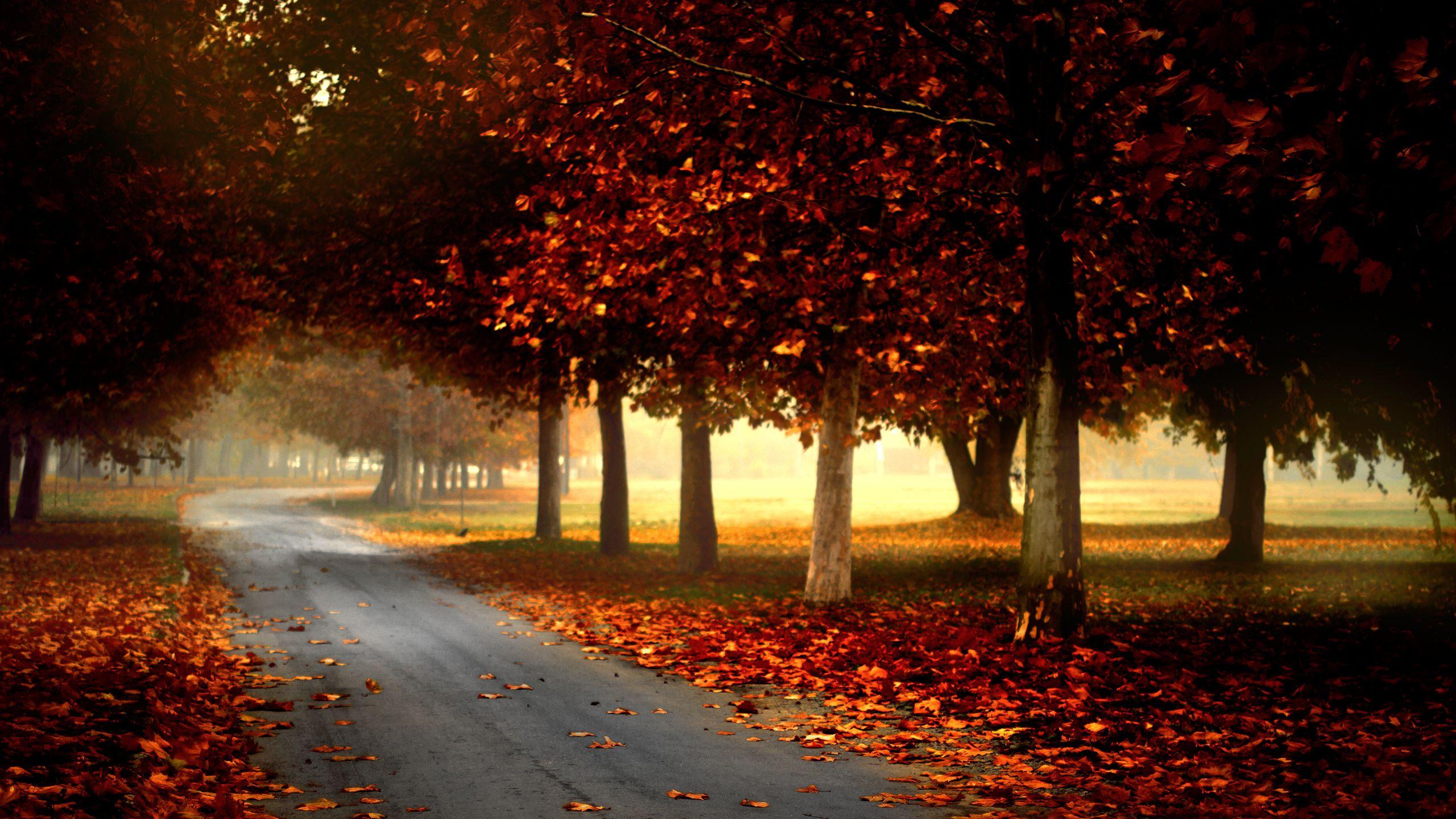 Country road in autumn wallpaper. Autumn wallpaper hd, Photography wallpaper, Forest landscape