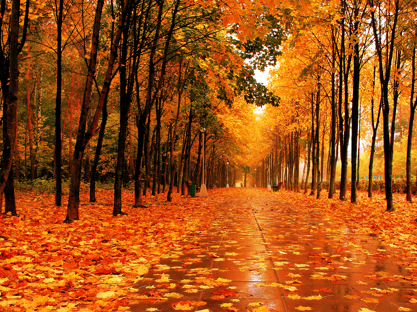 Fall Wallpaper About Autumn Forest, HD Wallpaper