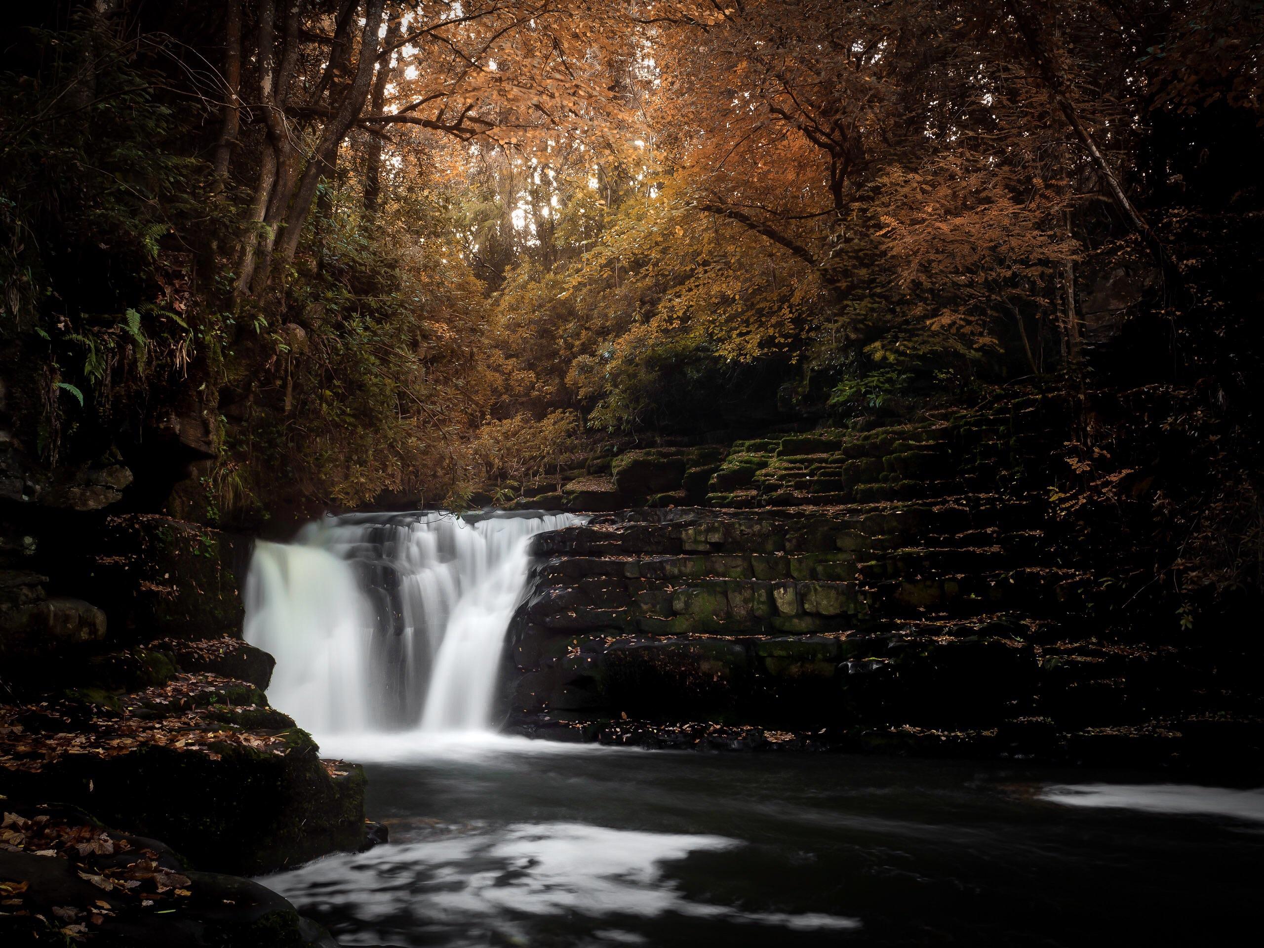 Autumn Edits in the Forest [composition] [lighting] Shot
