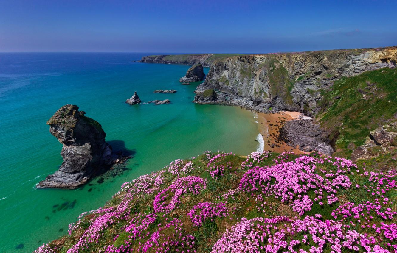 Wallpaper sea, flowers, rocks, coast, England, England