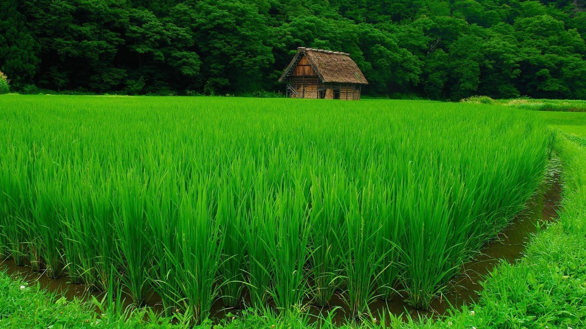nature, Landscape, Green, Water, Trees, House, Forest, Grass
