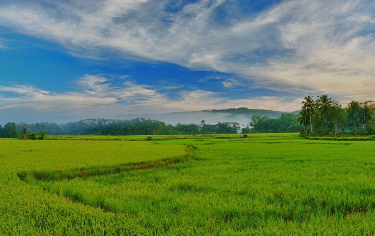 Philippines Paddy Fields wallpaper. Philippines Paddy