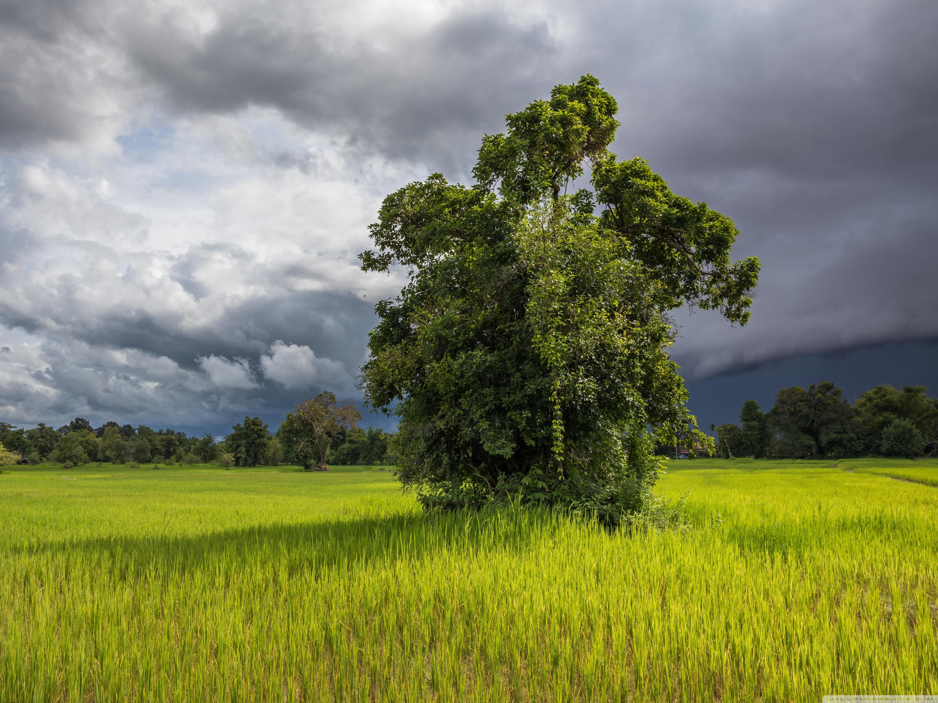 Green Paddy Fields of Don Det, Laos, Asia ❤ 4K HD Desktop