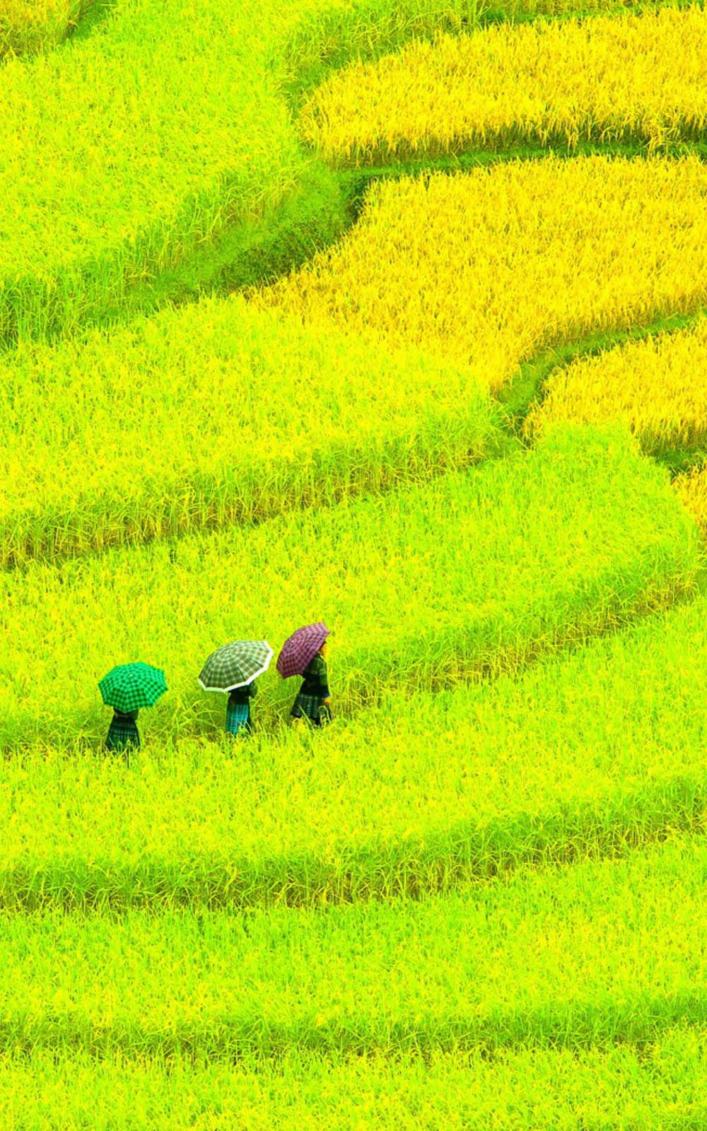 Download Awesome Asian Paddy Field Free Pure 4K Ultra HD