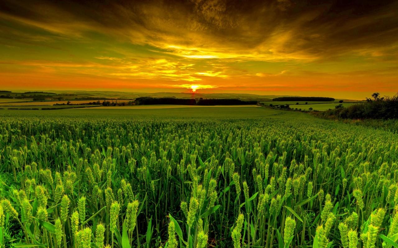 Vivid Green Wheat Field Dusk wallpaper. Vivid Green Wheat Field