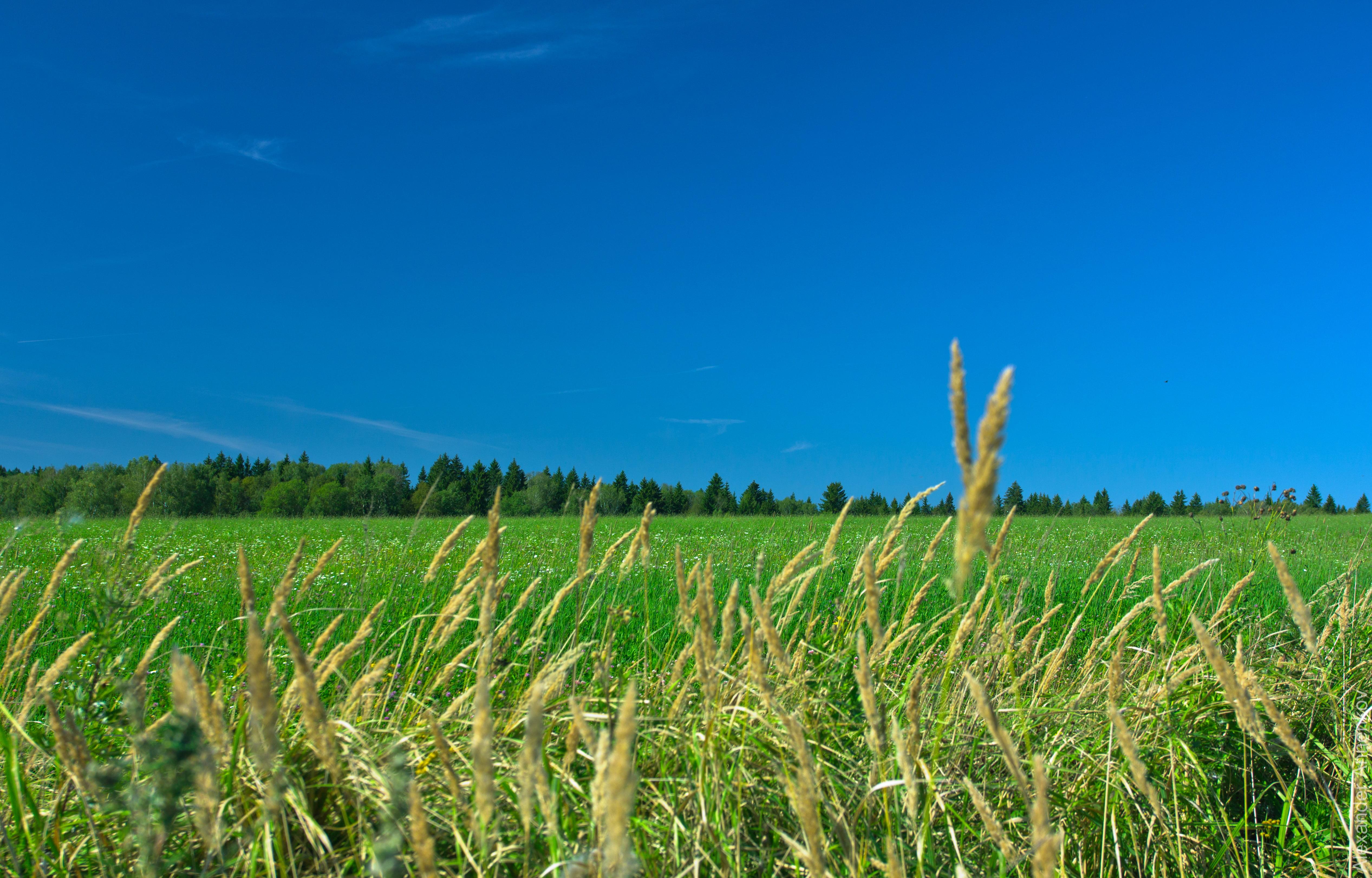 Green and brown wheat field under blue sky at daytime HD wallpapers