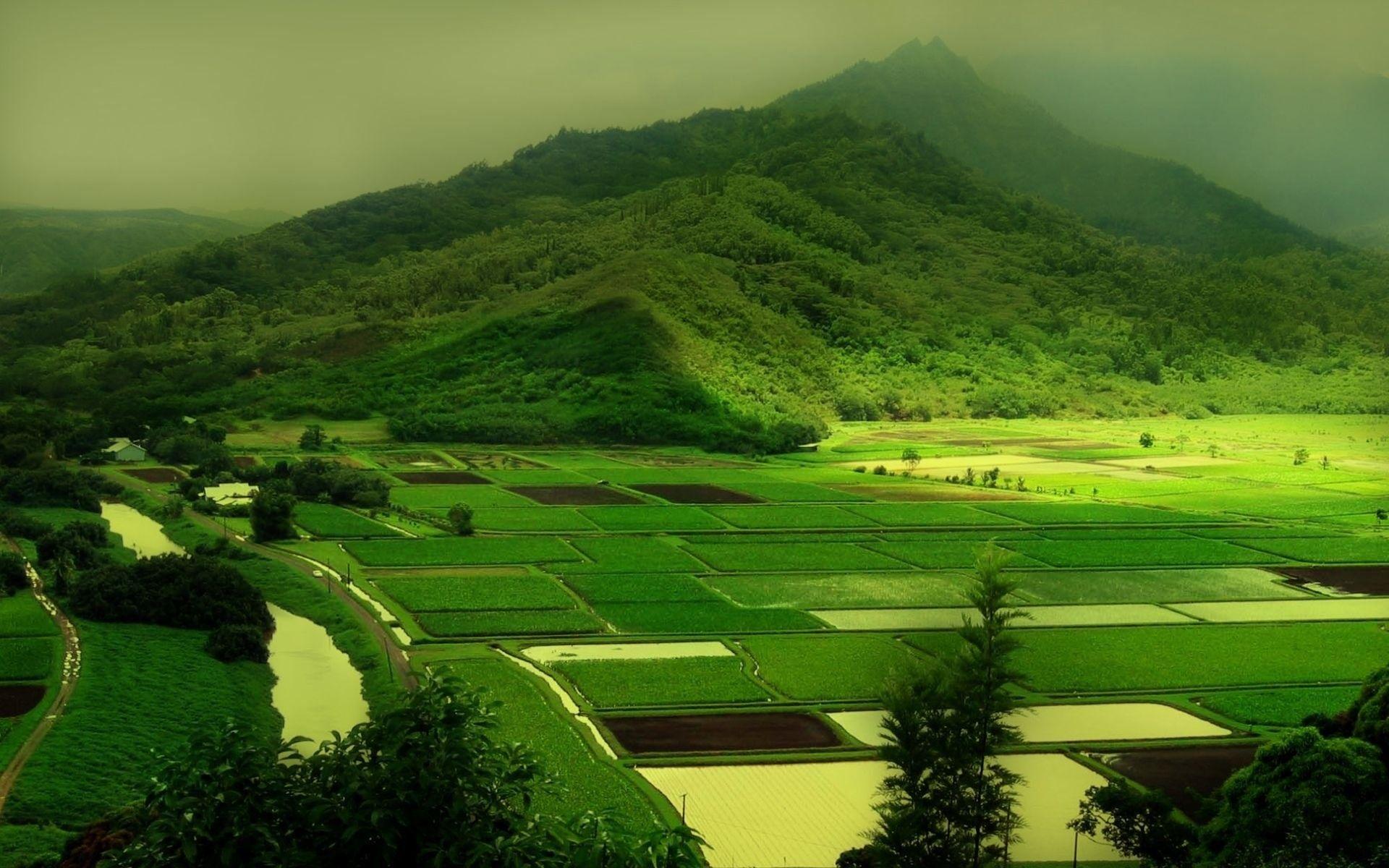 Green Paddy Fields, Background, Picture, Photos