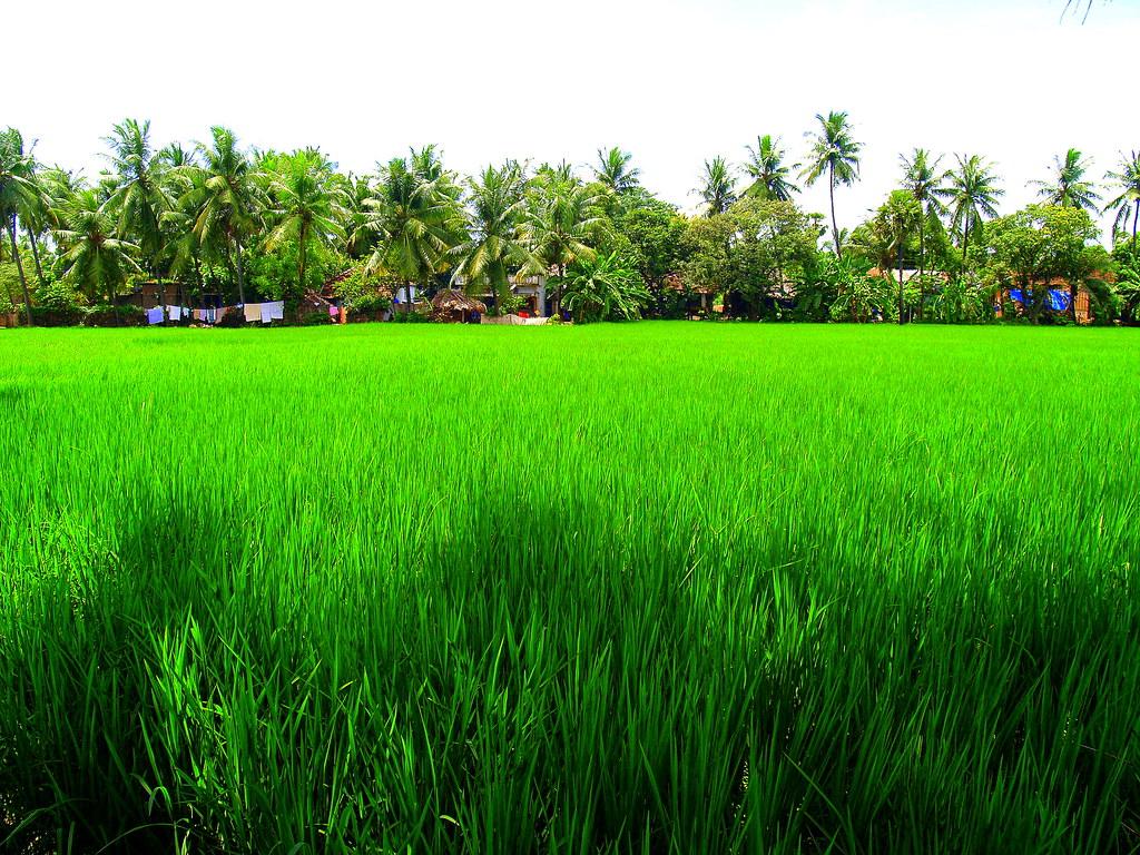 Rice Paddy Field Wallpaper