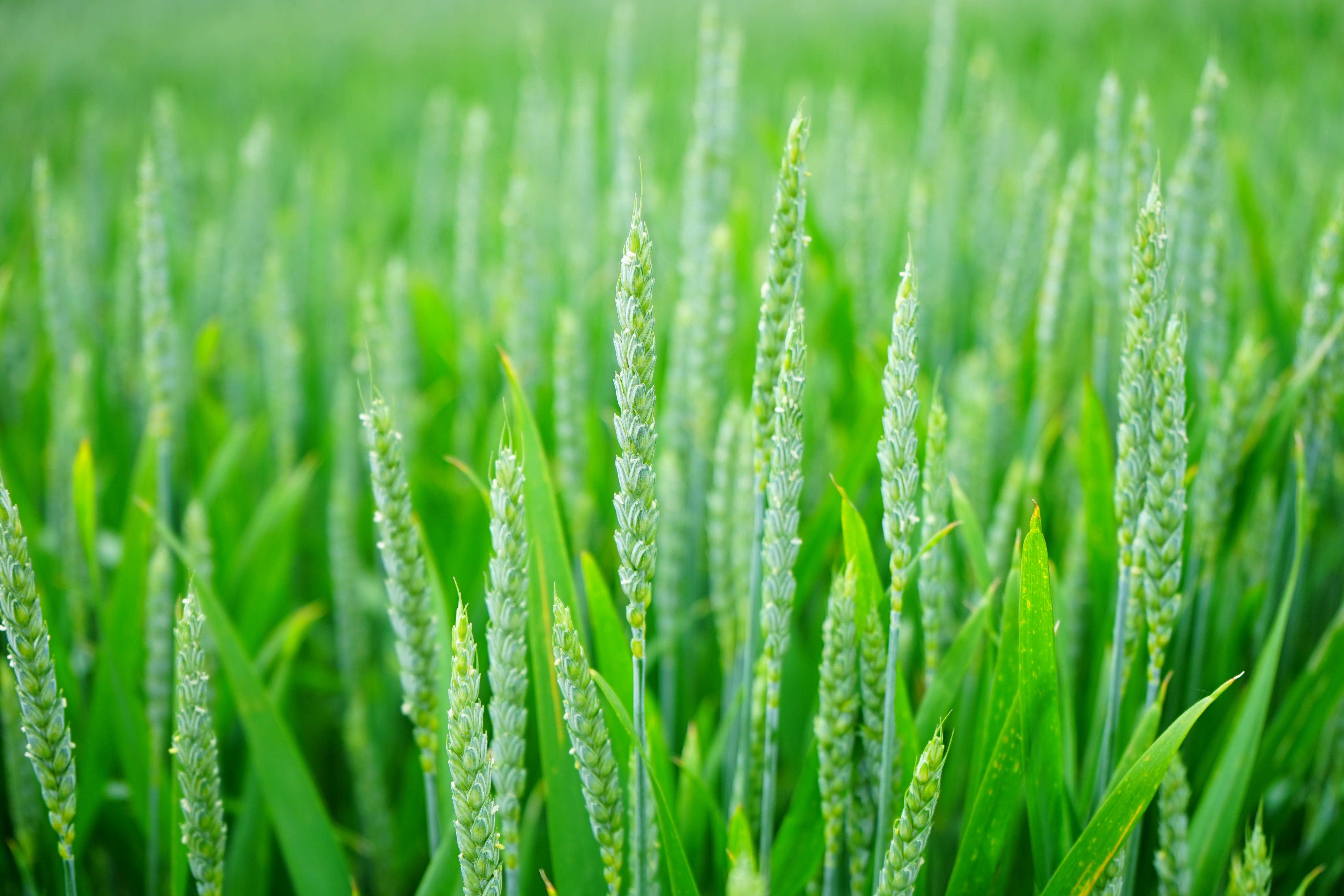 Green Wheat Field , Image, Wallpaper, HD
