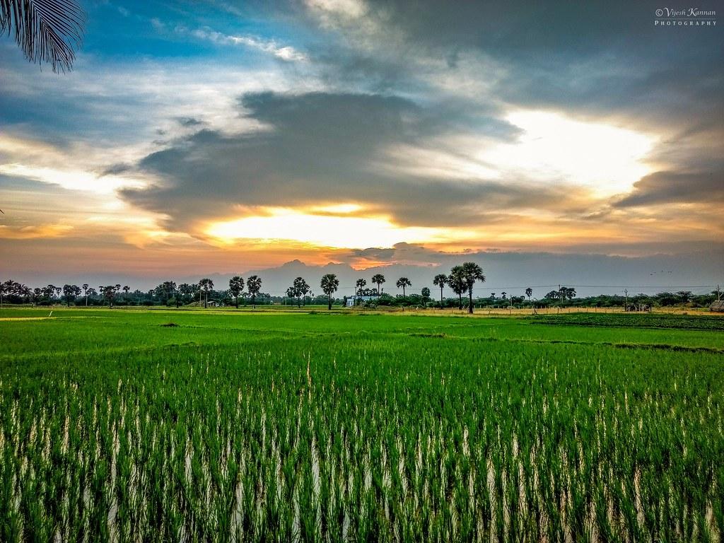 Multi coloured sky along the lush green paddy fields !