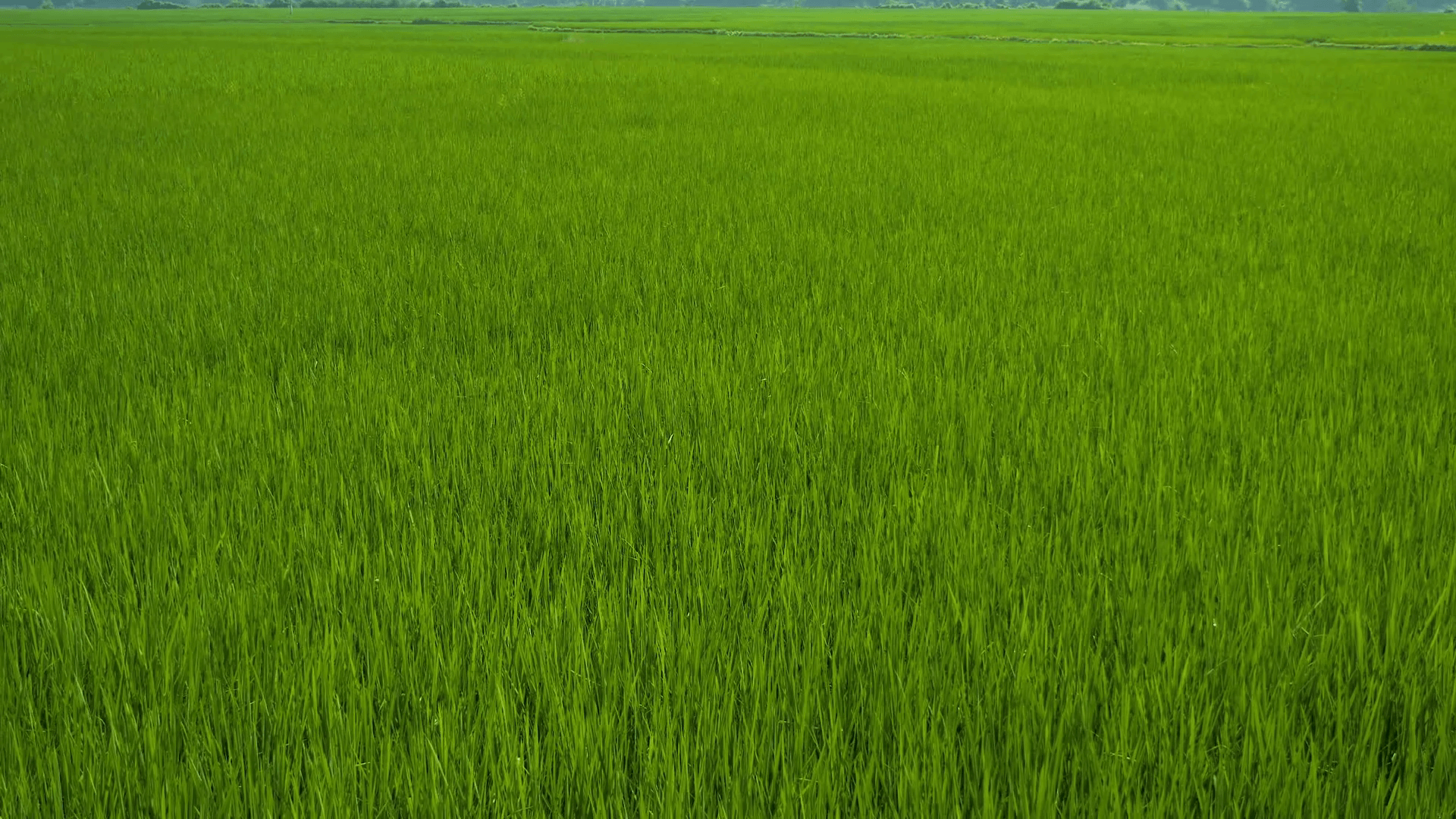 Beautiful Green Paddy Field with Mountain Landscape around Babe lake, Vietnam Stock Video Footage