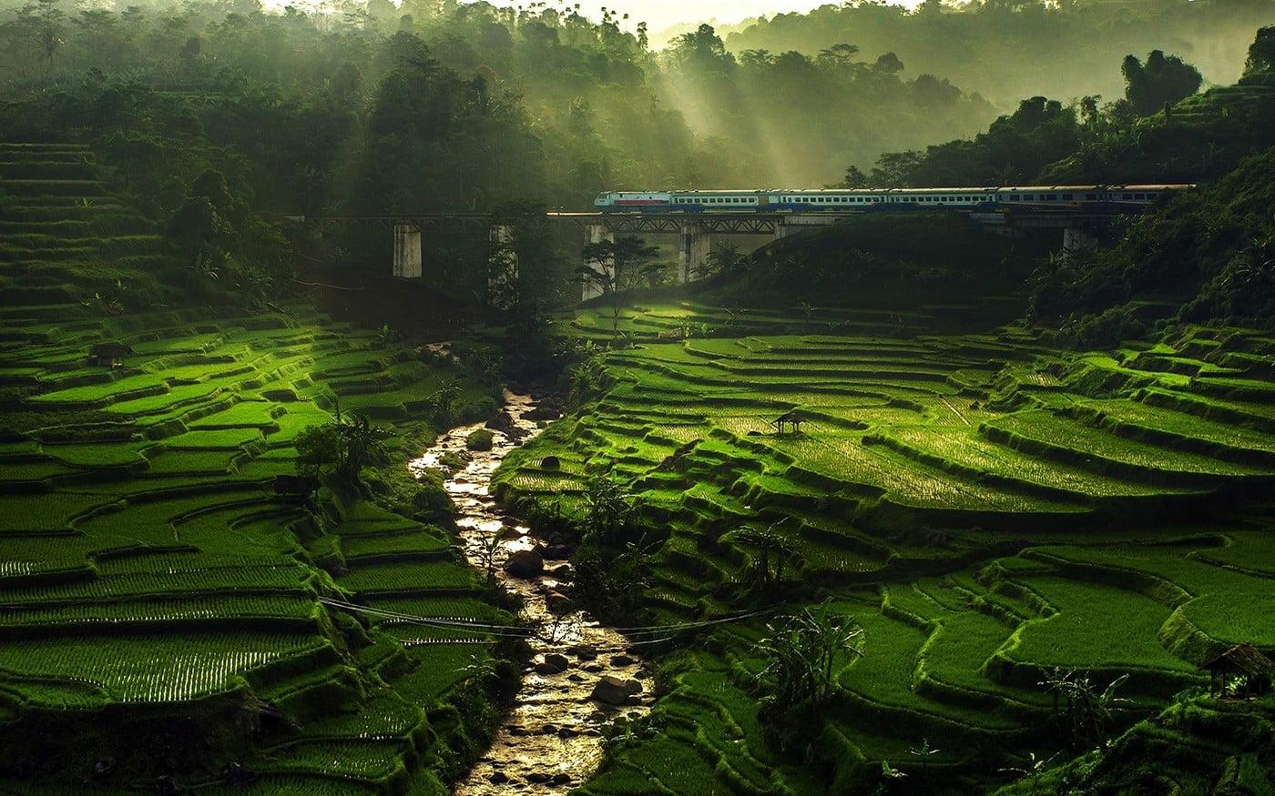 Green rice field, nature, landscape, rice paddy, river HD