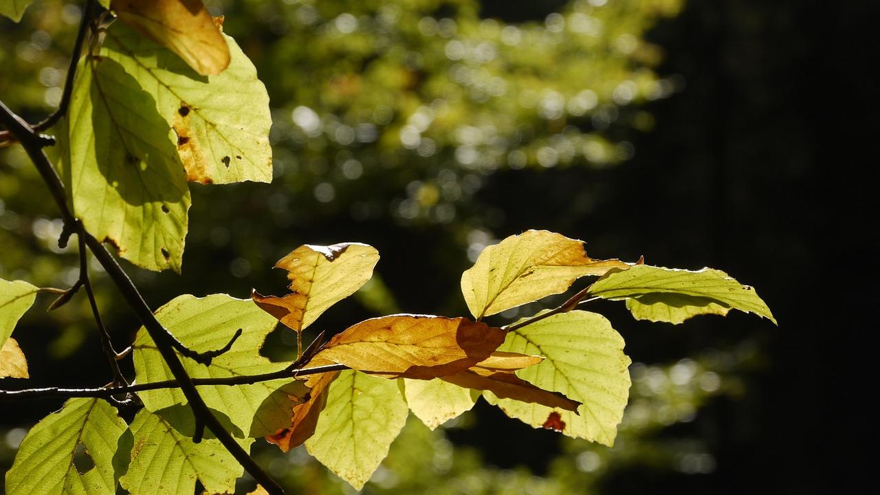 Beech, autumn, fagus sylvatica, leaves, trees
