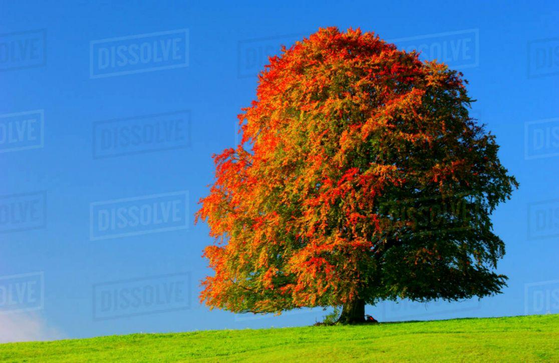 Beech Autumn Trees