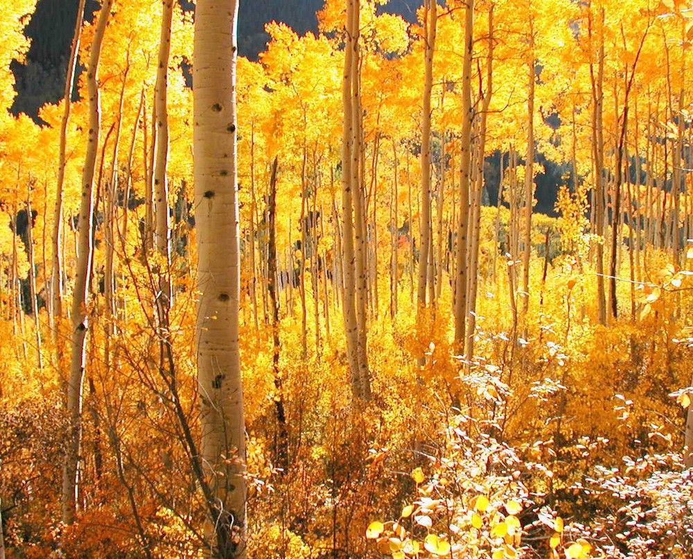 High Country Gold Aspen Forest Aspen trees Golden Leaves