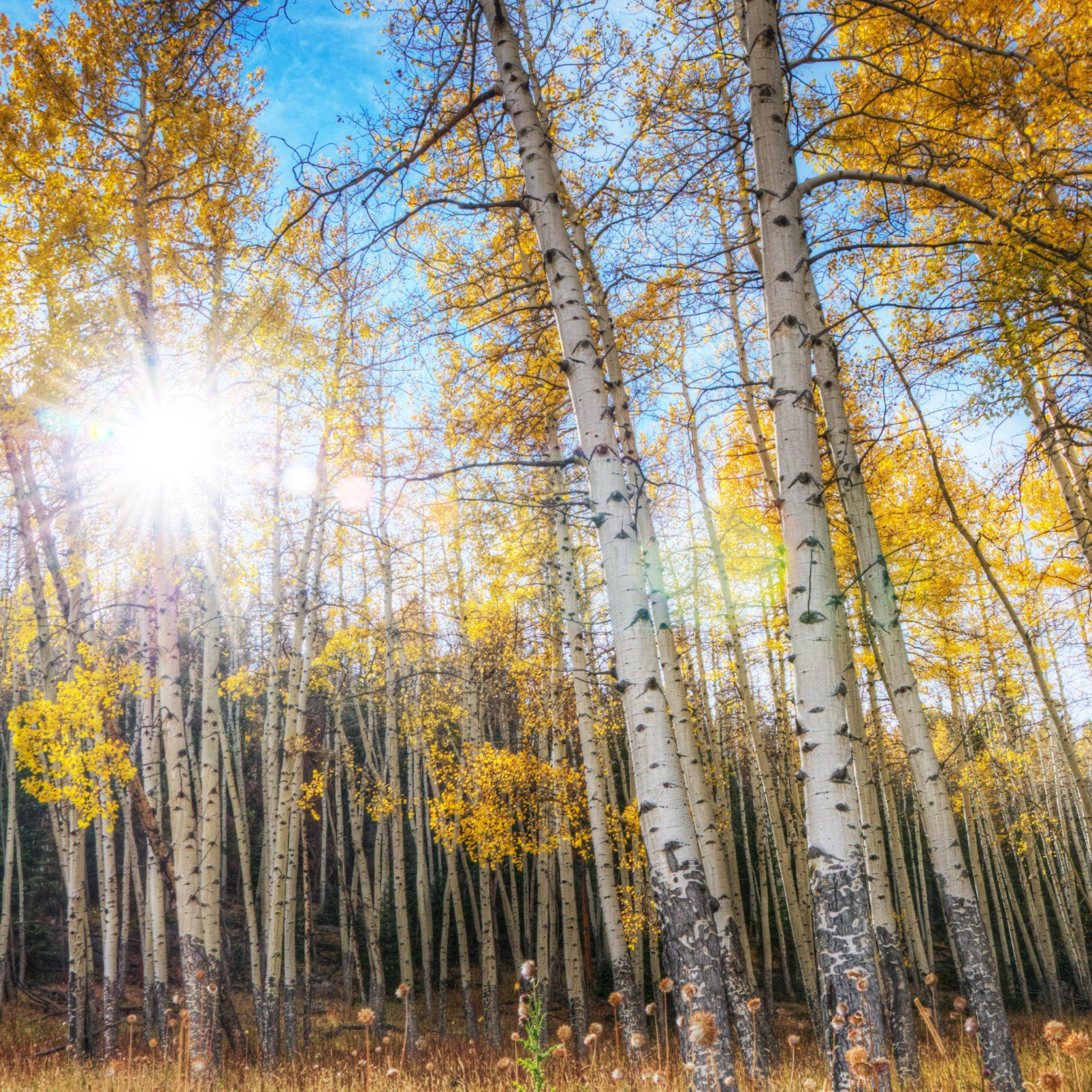 Quaking Aspen Trees Leaves Forest Wallpapers - Wallpaper Cave