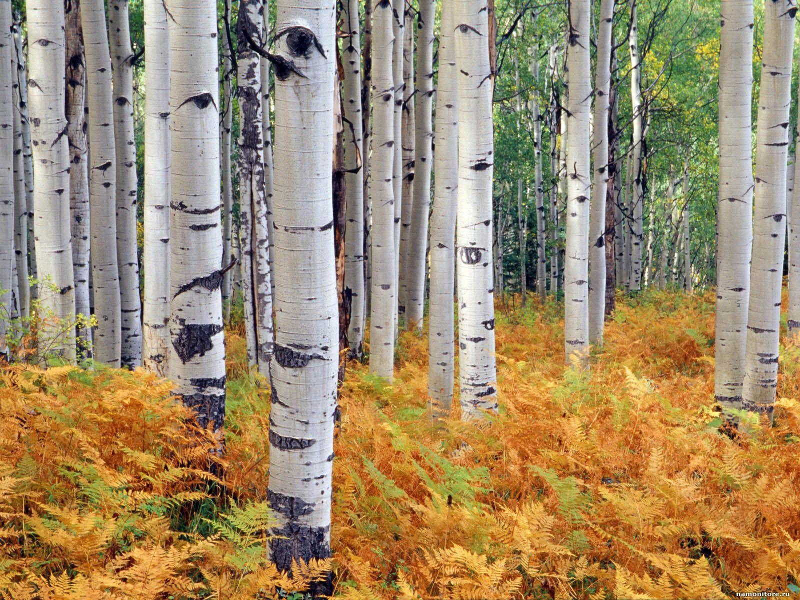 Birches, autumn, forest, nature 1600x1200