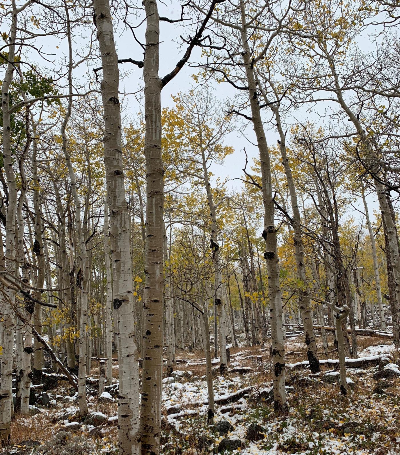 Pando, the world's largest organism, is dying thanks to