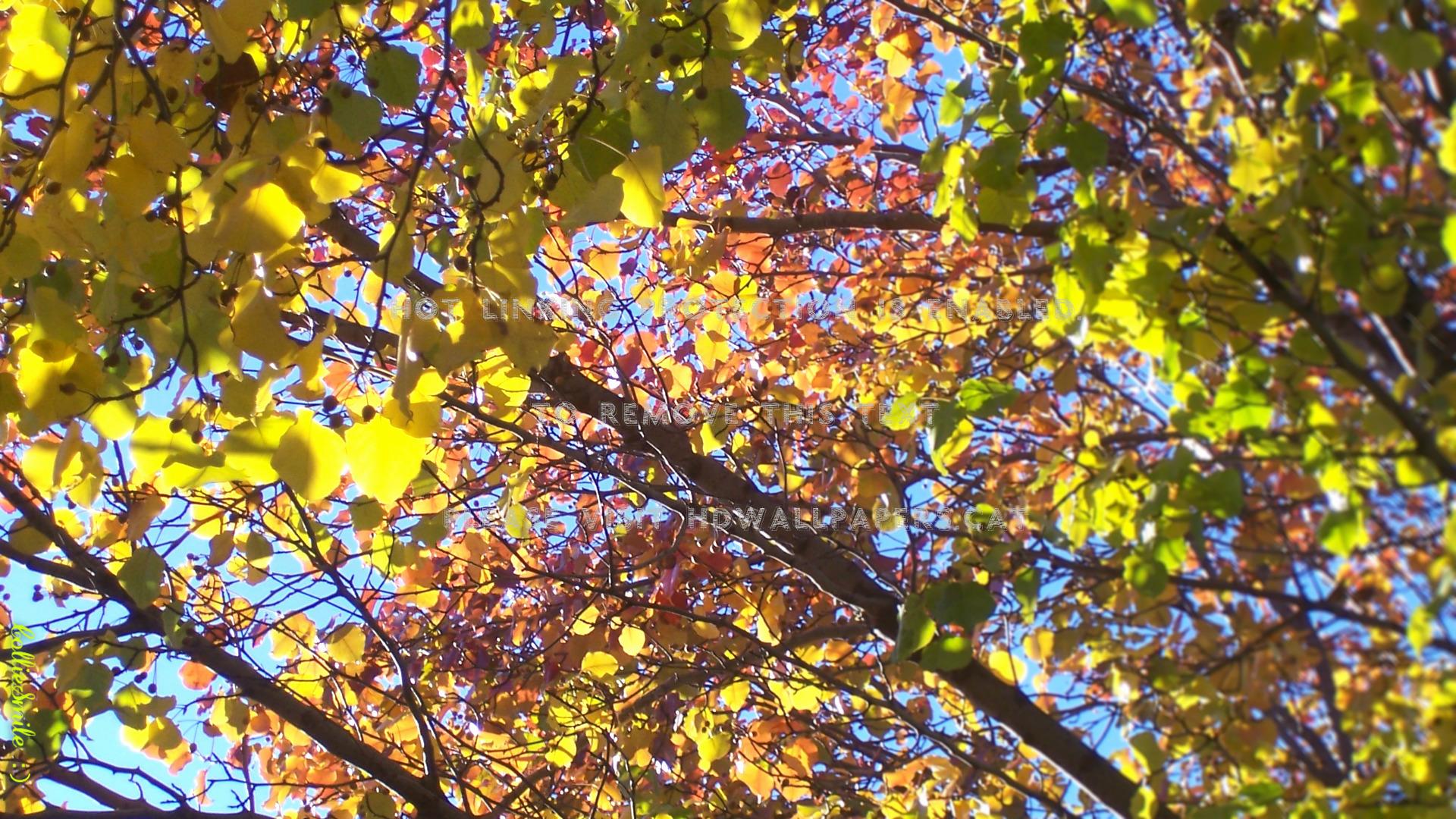 a rainbow of aspen leaves blue boughs red