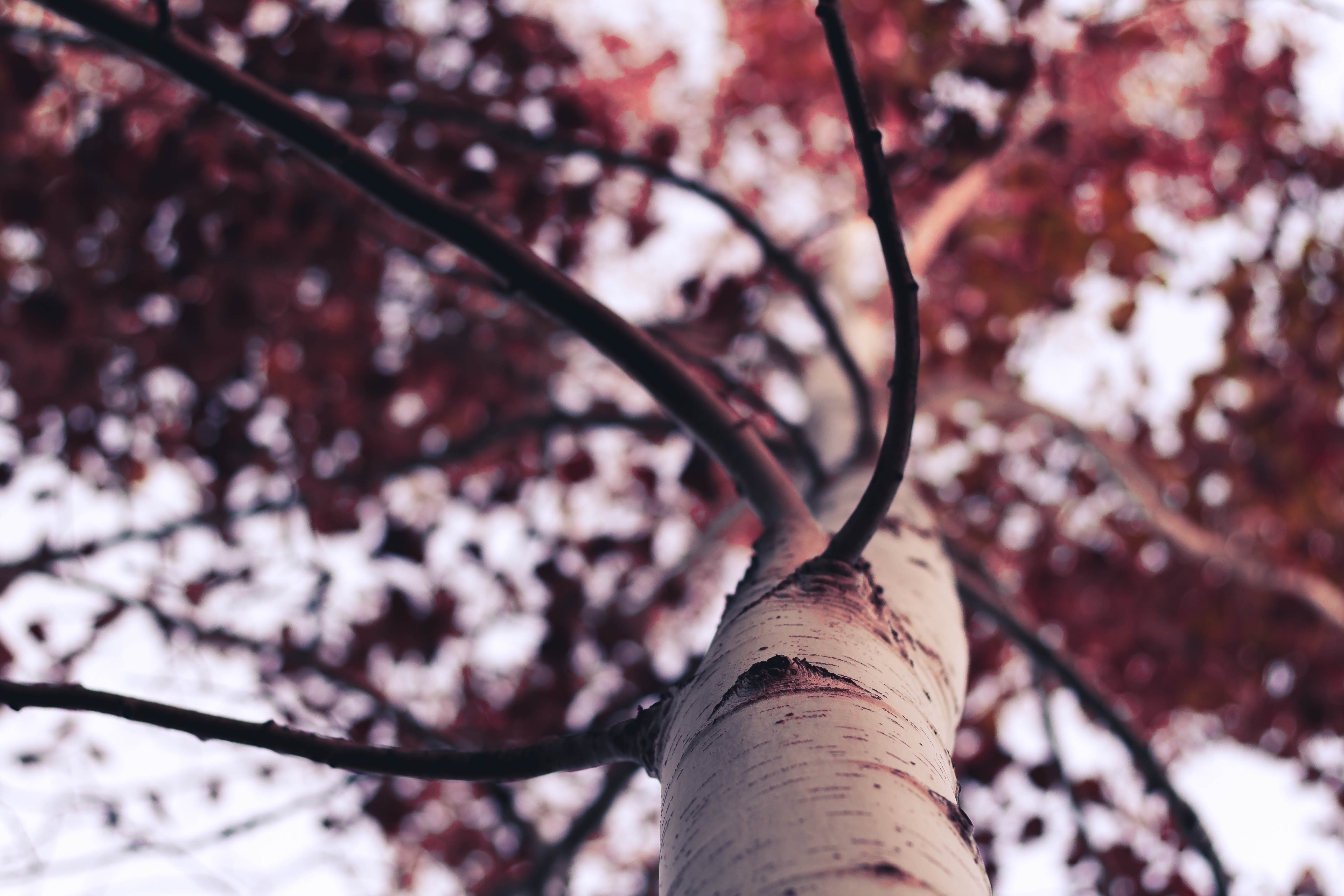 5184x3456 #leafe, #tree, #autumn, #Creative Commons