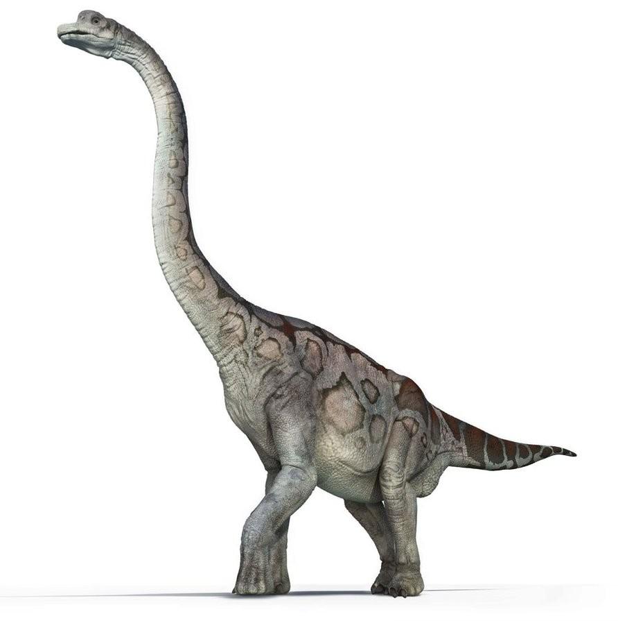 Brachiosaurus Picture & Facts Dinosaur Database