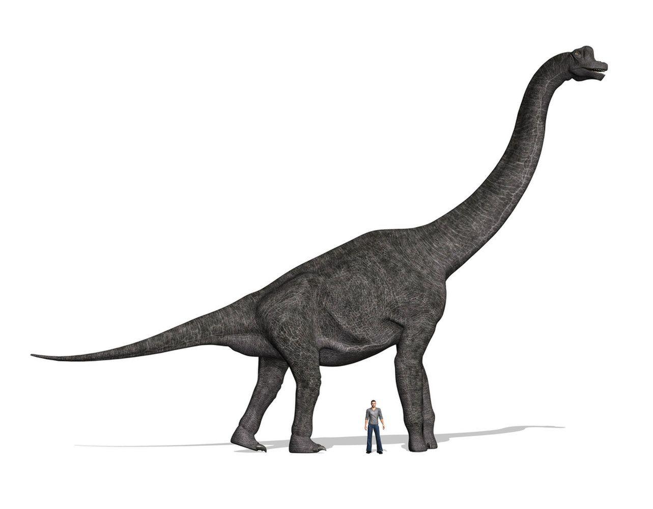 Brachiosaurus stood taller than most dinosaurs, on forelegs