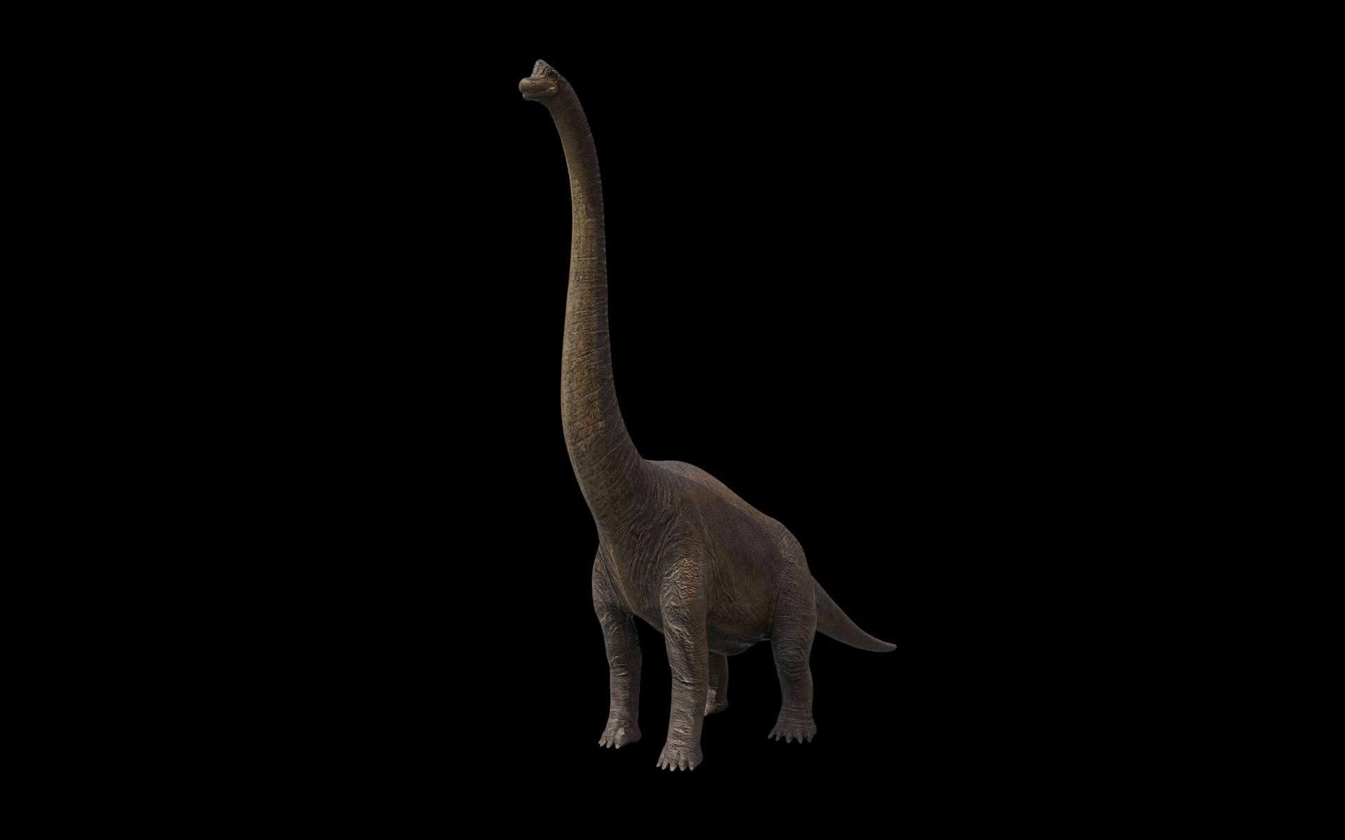 Brachiosaurus 3D Model