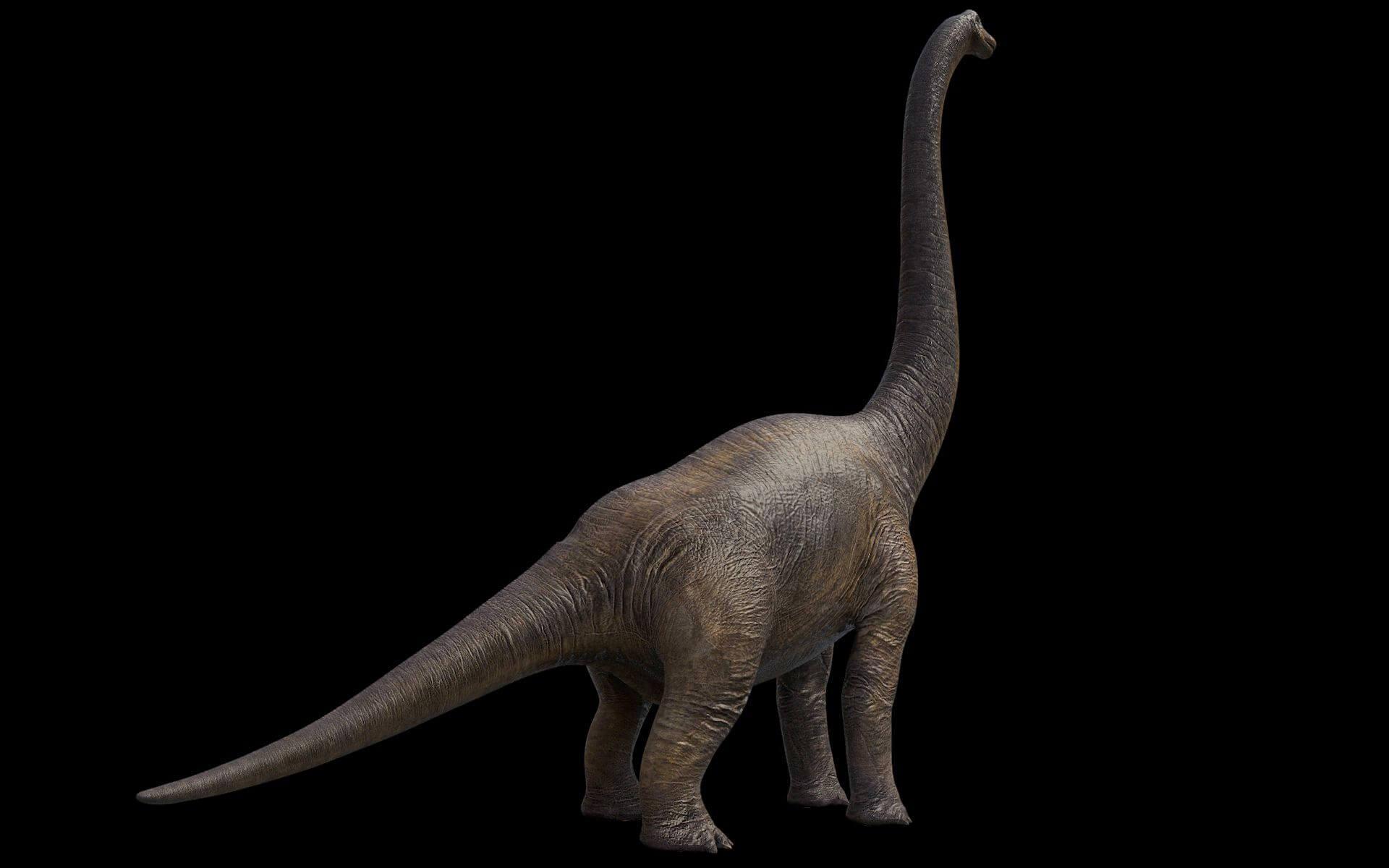 Brachiosaurus Wallpapers Wallpaper Cave Brachiosaurus Wallpapers Wallpaper Cave