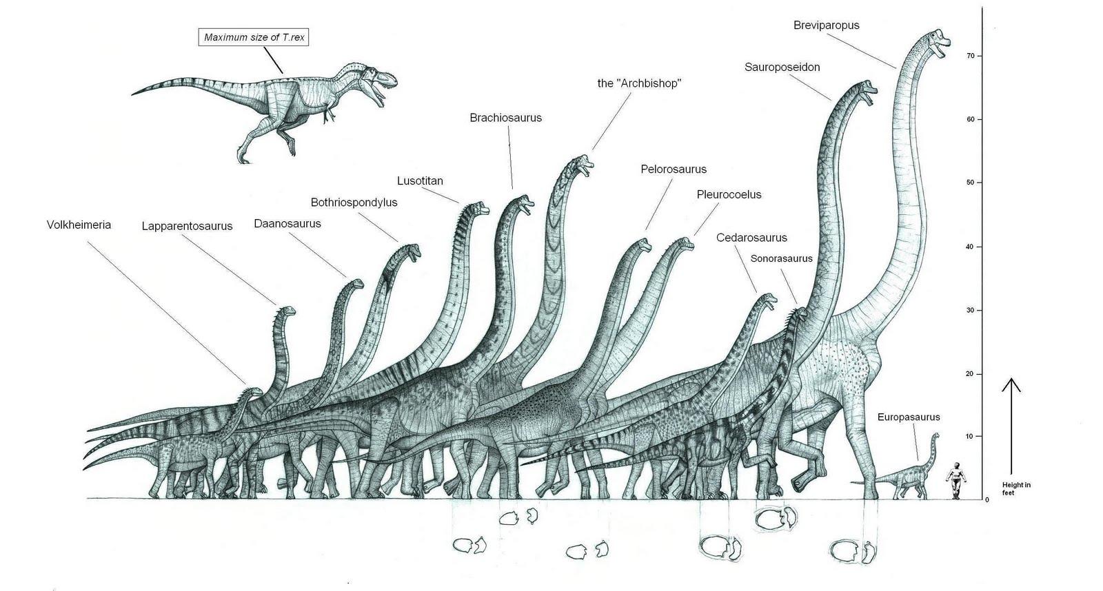 Brachiosaurus Wallpapers Wallpaper Cave