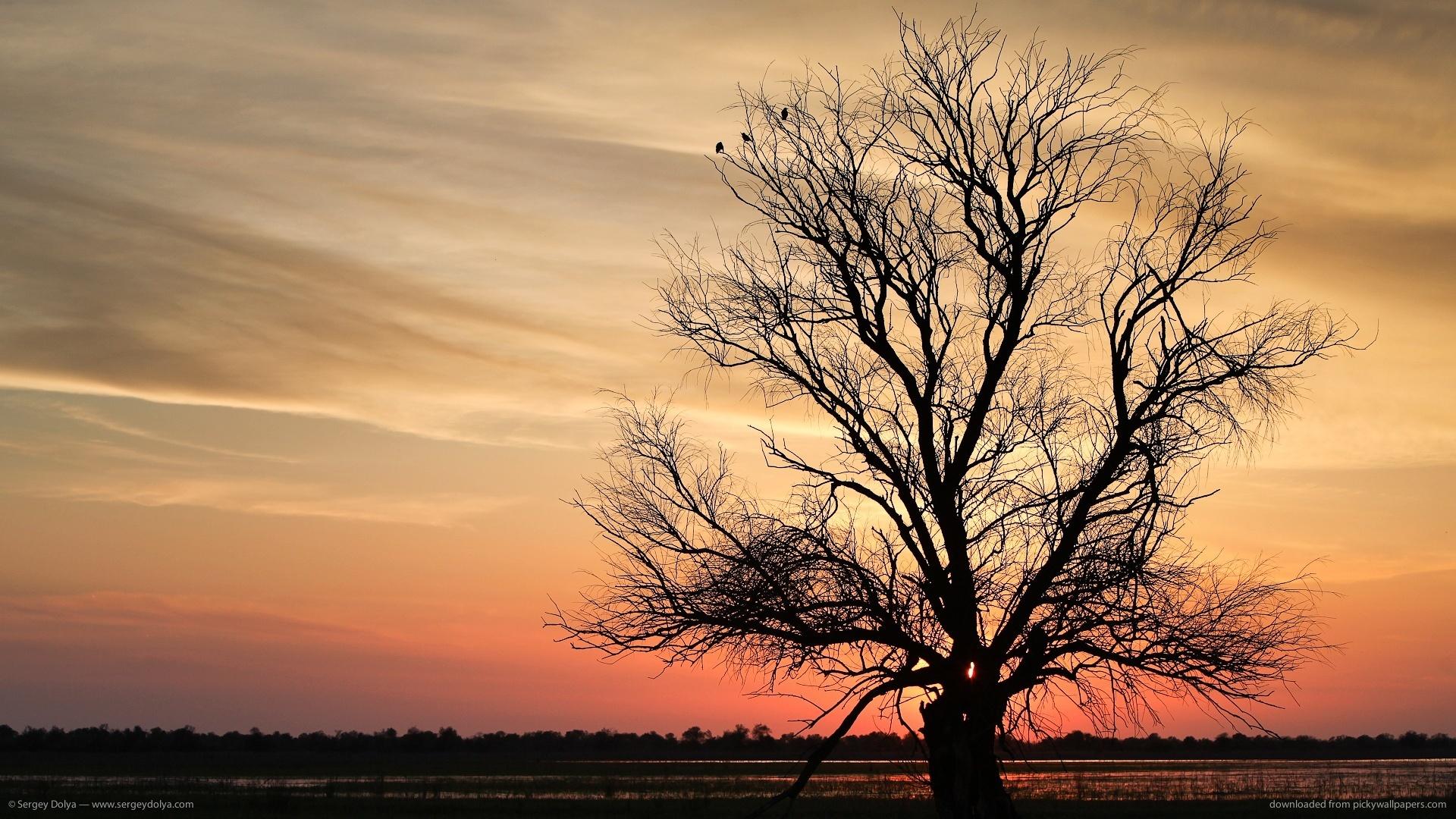 Free download Download 1920x1080 Lone Tree Silhouette