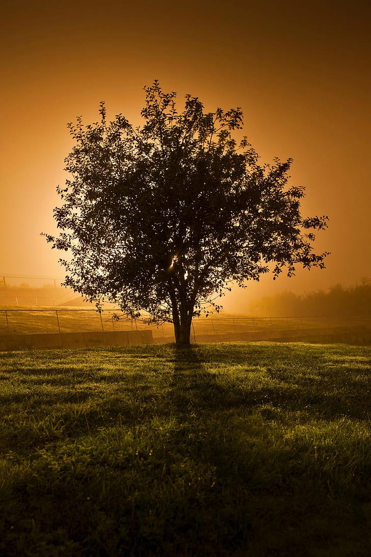 HD wallpaper: silhouette of tree near green grass field